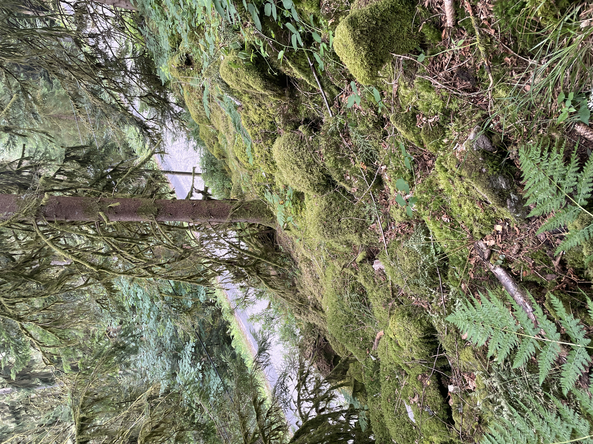 The image depicts a moss-covered hillside adjacent to a paved road, likely a scenic route in the vicinity of Gérardmer, France. The foreground is dominated by large, rounded rocks and uneven terrain heavily blanketed in vibrant green moss. Several ferns with delicate fronds are visible, adding texture and contrast to the mossy landscape. The middle ground features a tree trunk covered in moss, with its branches draped in mossy tendrils extending over the scene. The background reveals the winding paved road, with a few scattered green bushes and trees bordering its edge. The overall environment is that of a dense, humid forest, characterized by abundant vegetation and a subdued natural light. No people or animals are present in the image.