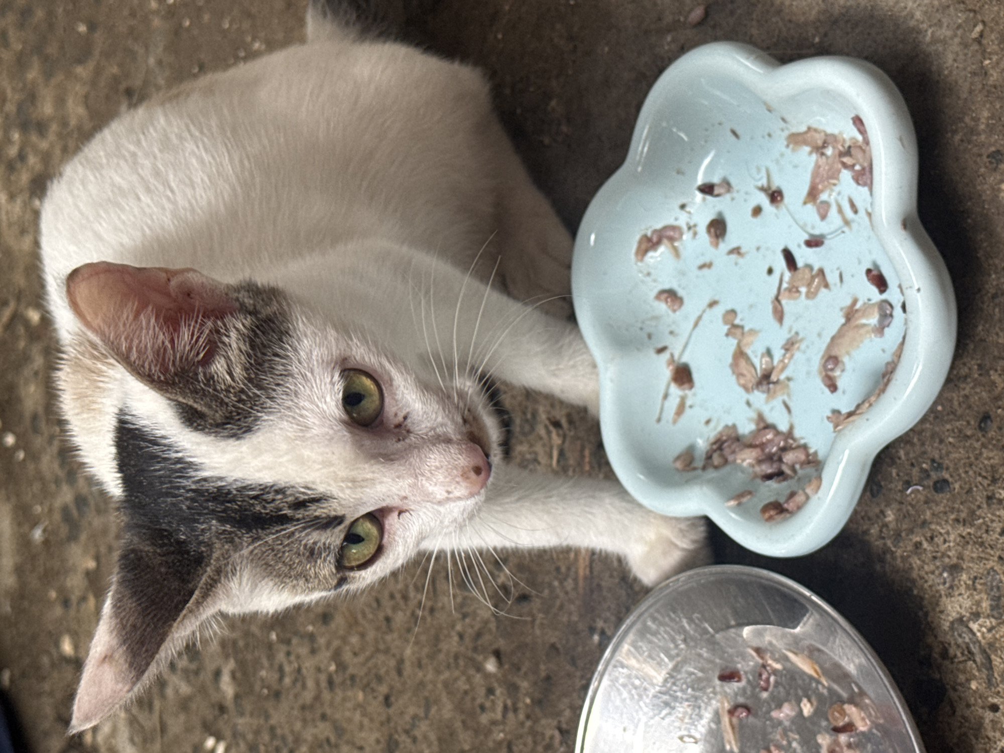A white and gray kitten with yellow-green eyes lies on a gray concrete surface. Two dishes are on the concrete surface near the cat. One dish is light blue and flower-shaped with pieces of food remaining. The other dish is silver and round, also containing leftover food. The photo was taken from above, and there are no people visible. The location is Davao City, Philippines.
