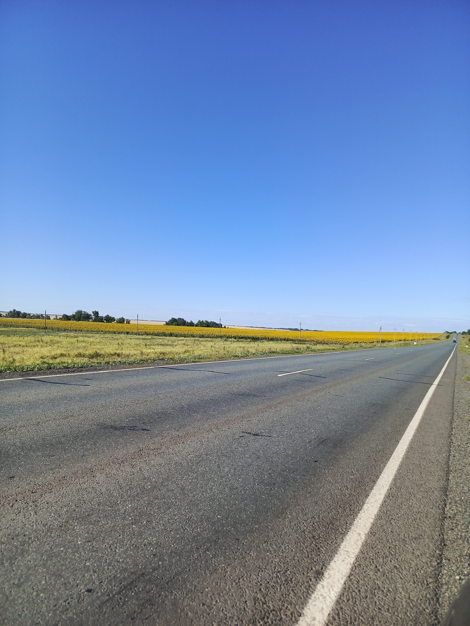 The image depicts a paved road in a rural setting under a clear blue sky. The road is two lanes wide with a white line marking the right edge. On the left side of the road, a vast field of yellow sunflowers stretches towards the horizon, bordered by a strip of dry grass and scattered trees. Several utility poles are visible along the roadside. The perspective is from ground level, looking down the road as it recedes into the distance. There are no people or vehicles immediately visible in the foreground, although a few distant cars can be seen on the road. The overall environment suggests a warm, sunny day in a location like Studentsy, Russia, known for its agricultural landscapes.