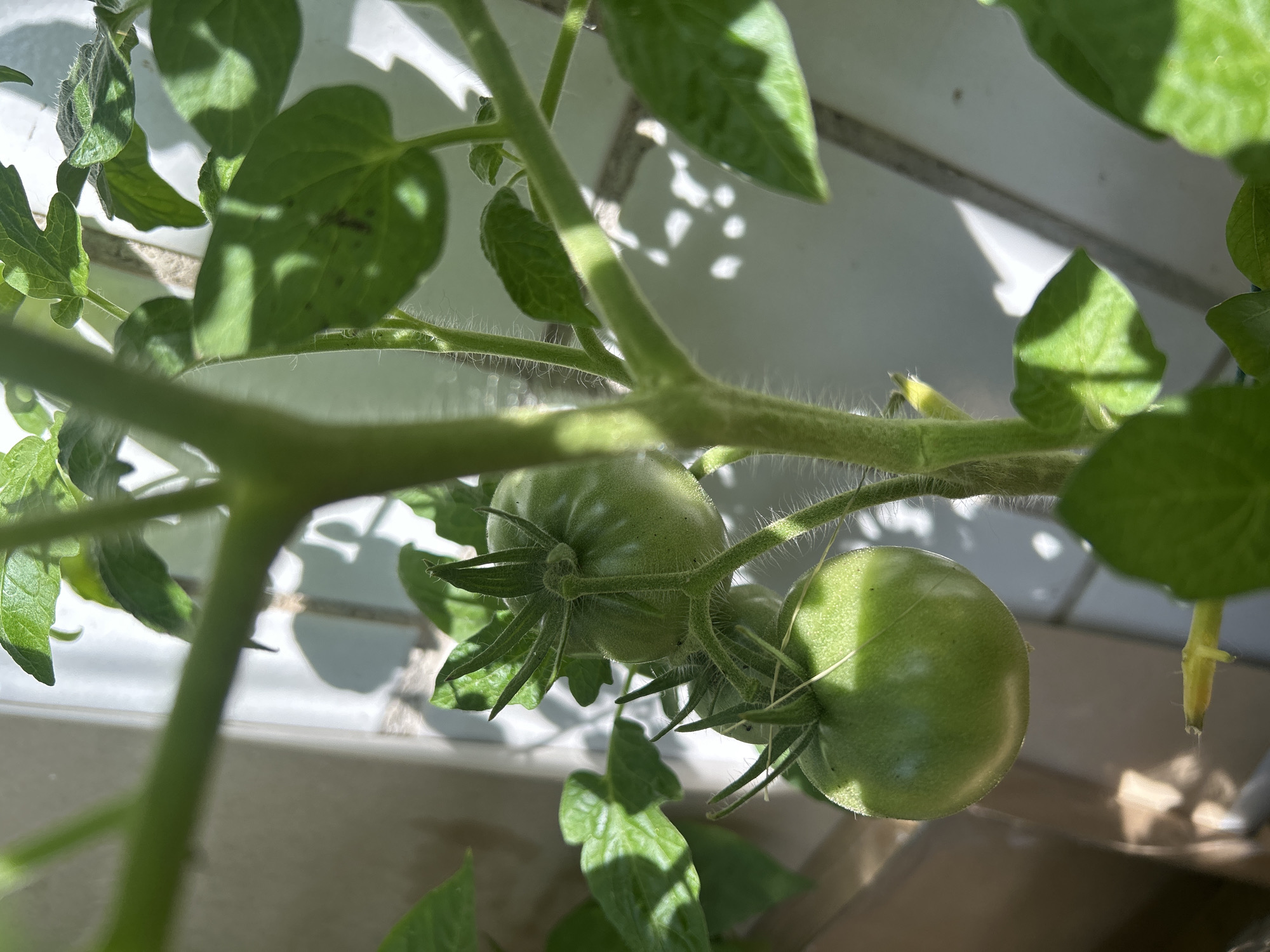 The image shows a close-up of a young tomato plant with several green, unripe tomatoes growing on it. The plant has a thick, fuzzy stem and green leaves. The tomatoes are round and green, with a star-shaped calyx at the top. Sunlight is casting shadows on the leaves and the white tiled background. The scene appears to be an indoor setting, possibly a balcony or windowsill, given the tiled wall and natural light. There is no indication of location in Moscow, Russia.