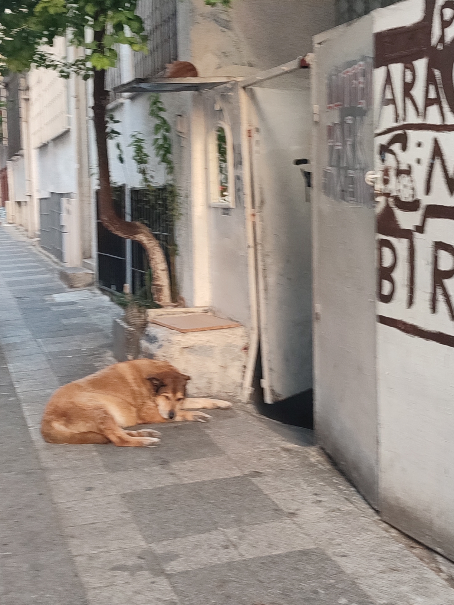 A medium-sized, light brown dog is lying down on a paved sidewalk in front of a building. The dog is curled up with its eyes closed, appearing to be asleep. The building has white walls and what appears to be a large, white metal door with brown lettering on it, reading "ARA" and "BIR". To the left of the building, there is a narrow alleyway with a sidewalk and a tree with green leaves. In the background, there are more buildings and a glimpse of a cat resting on a ledge. The scene suggests a quiet street in Kadıköy, Turkey, where stray animals are common.