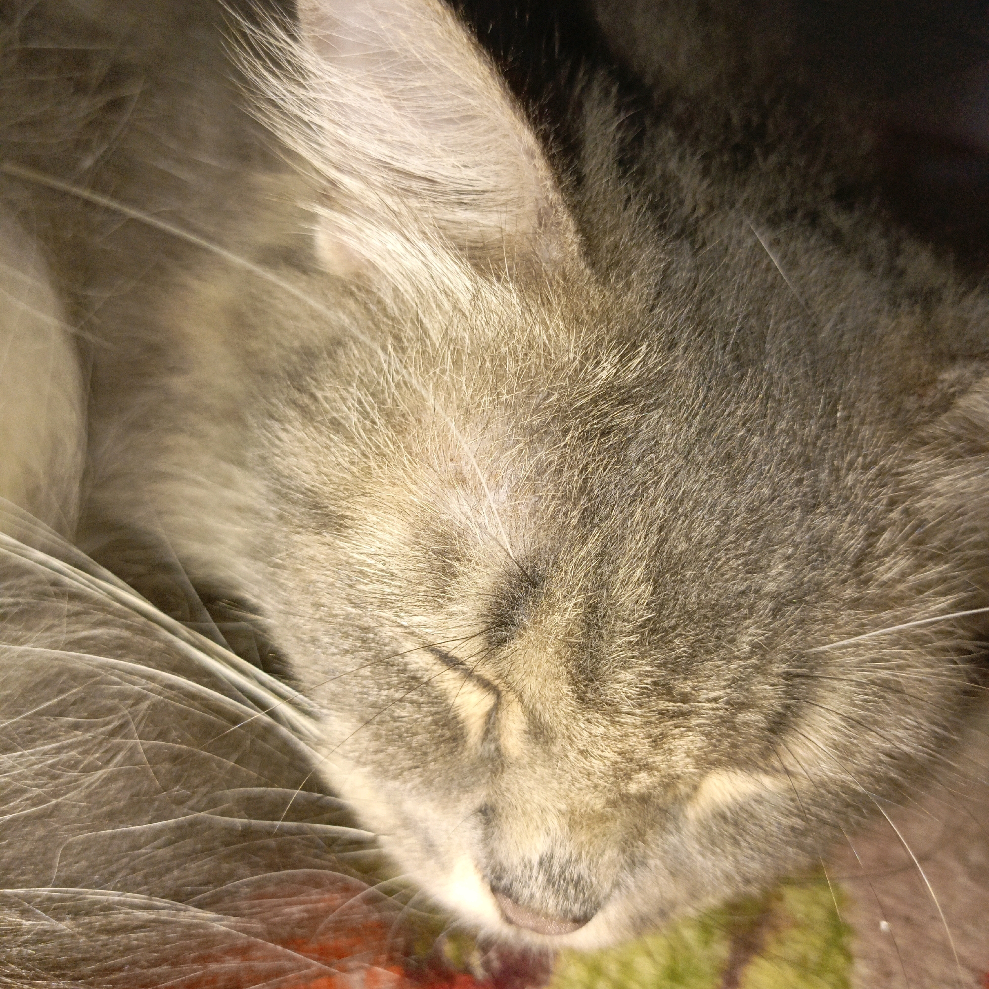 The image shows a close-up, overhead view of a gray cat sleeping. The cat's fur is long and appears to be a mixture of gray and lighter shades. The cat's eyes are closed, and its head is resting on a colorful surface, possibly a blanket or rug, which has red, green, and yellow patterns. The lighting in the image is soft, highlighting the texture of the cat's fur. There is no identifiable location in the city of Medan, Indonesia, within the image.