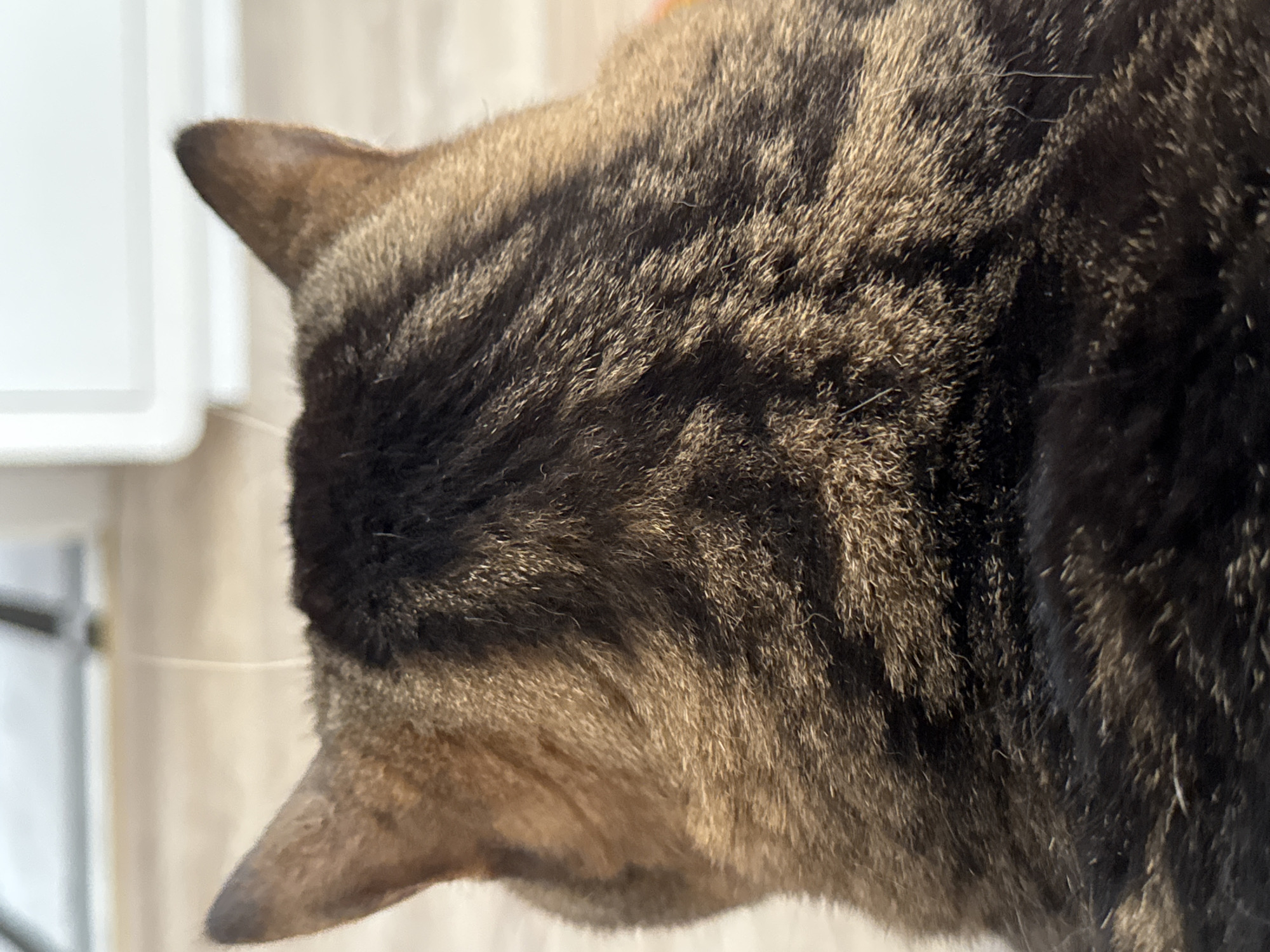 The image shows the back of a tabby cat's head and neck. The cat has brown and black striped fur. The cat is facing away from the camera, and its ears are pointed upwards. The background is blurred and appears to be an indoor environment with neutral-colored walls or furniture. There is no indication of Mikhaylovsk, Russia in the image.