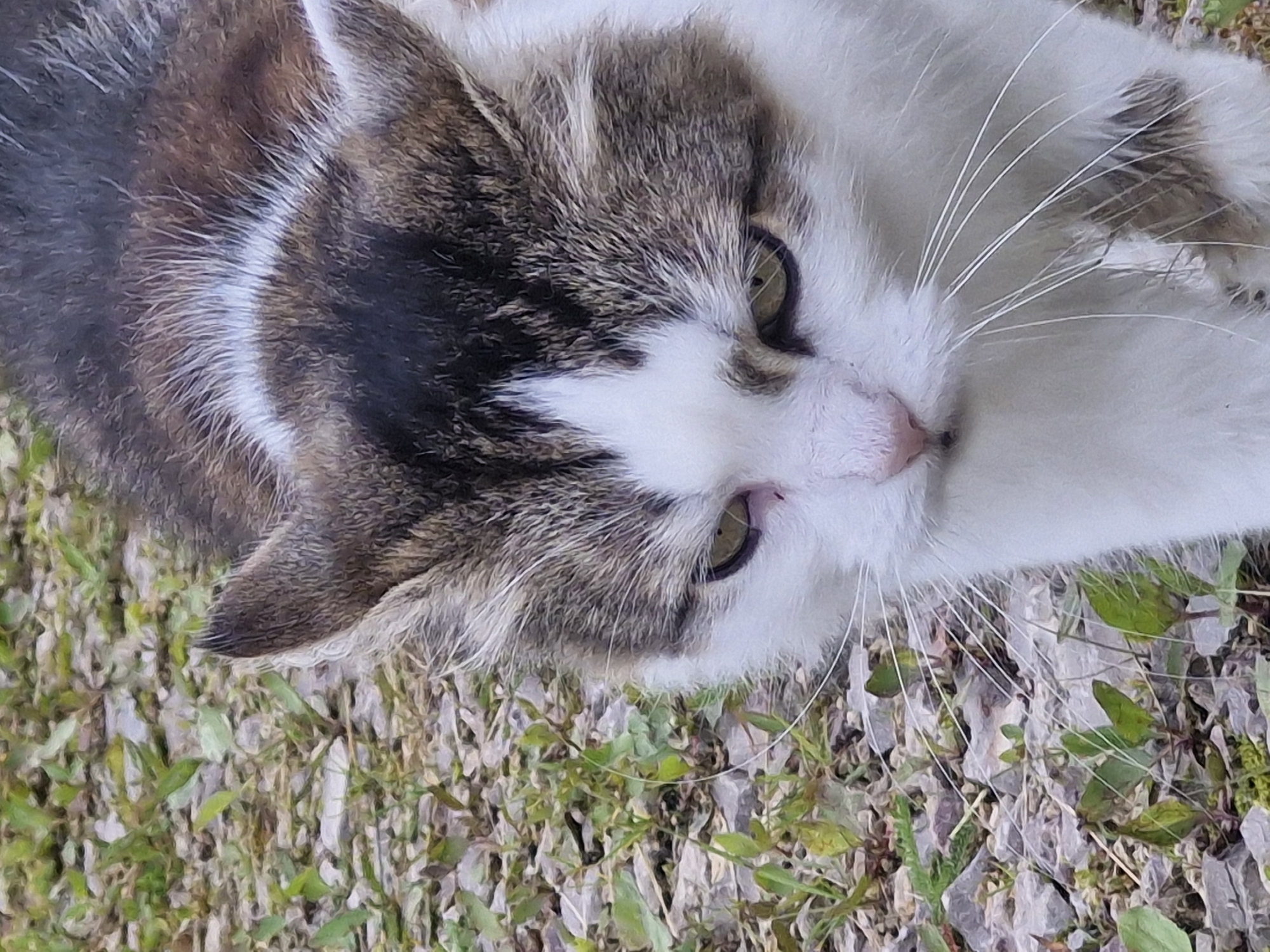 A close-up, eye-level shot shows the head and upper body of a tabby and white cat walking outdoors on a gravelly path with some sparse green vegetation. The cat's fur is predominantly white with patches of brown and black tabby markings on its head, back, and sides. Its eyes are greenish-yellow, and one eye appears slightly red and irritated. The cat's whiskers are long and white. The background is out of focus, showing more of the gravel and vegetation.