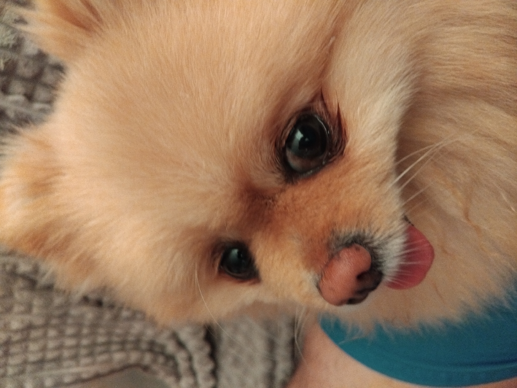 This is a close-up, eye-level, medium shot of a small, fluffy, light-brown Pomeranian dog. The dog is looking directly at the camera with its head tilted slightly. Its dark, expressive eyes are prominent, and one eye is partially obscured by its fur. The dog's nose is a soft pink, and its pink tongue is peeking out from the side of its mouth, giving it a playful or curious appearance. The fur is soft and appears well-groomed, with individual strands visible.
The dog is lying down, resting on a textured, gray surface, possibly a blanket or a rug. Part of the dog's body is covered by a bright turquoise garment, likely clothing or a harness. The background is softly blurred, focusing all attention on the dog's face. The lighting appears to be natural and diffused, suggesting it might be daytime indoors or outdoors in a shaded area. The overall mood is warm and endearing, capturing the dog's charming personality. There is no visible text in the image.