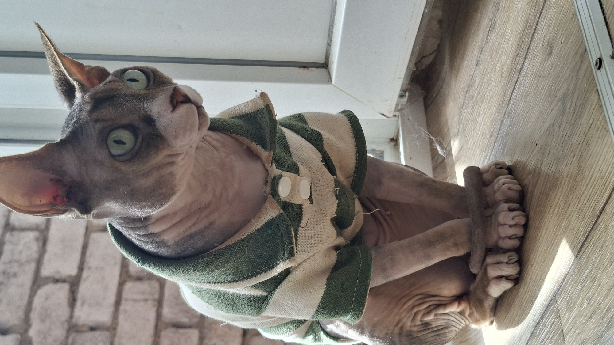 A Sphinx cat is sitting on a wooden floor, wearing a green and beige striped polo shirt. The cat has large green eyes and is looking to the right of the frame. Behind the cat is a brick wall. The lighting suggests the image was taken indoors near a window. The scene is set in Myadzyel, Belarus.