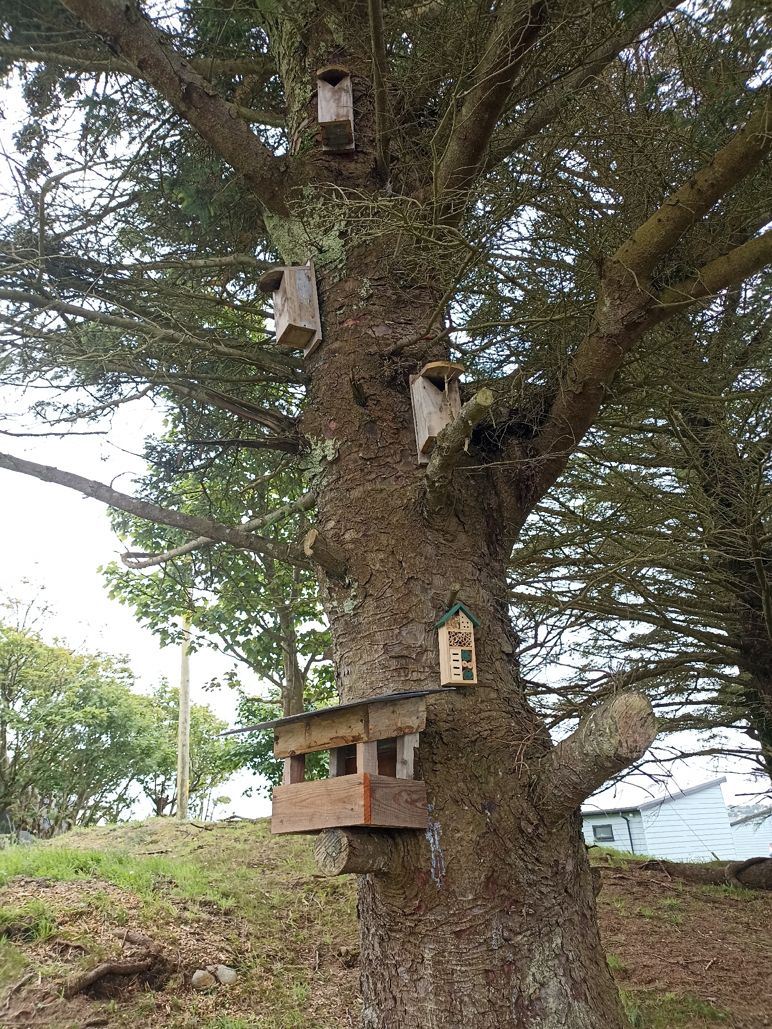 A large, mature tree stands in Doirí Beaga, Ireland, its rough bark covered in lichen. Attached to the trunk and branches are several wooden structures. Near the top of the trunk, a small, birdhouse-like structure is mounted. Further down, another similar structure is attached to a branch. Below that, a larger, more open wooden feeder or shelter is affixed to the trunk, with a metal roof. A very small, decorative insect hotel with multiple compartments is also attached to the trunk, above the feeder. The ground around the tree is covered in grass, fallen leaves, and exposed roots. In the background, the edge of a light-colored building and more trees are visible. The sky appears overcast.