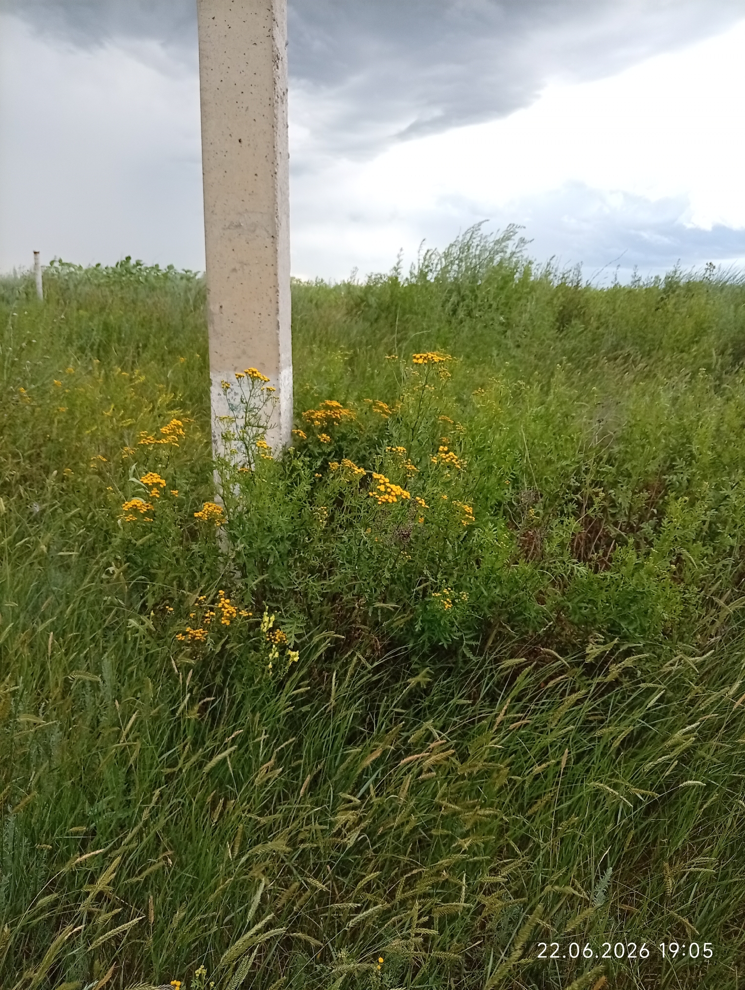 The image depicts an outdoor scene with a concrete post in the foreground, slightly to the left of center. The post is weathered and appears to be a utility pole or marker. Surrounding the post is abundant green vegetation, including tall grasses and clusters of small yellow flowers. In the background, more greenery stretches towards the horizon, with a cloudy sky overhead. The sky is dominated by heavy, grey clouds, suggesting overcast or impending rain. The overall environment is natural and rural, with no visible signs of human habitation or activity, apart from the concrete post. The date and time stamp "22.06.2026 19:05" is visible in the bottom right corner of the image, indicating when the photograph was taken. There are no people or animals present in the image.