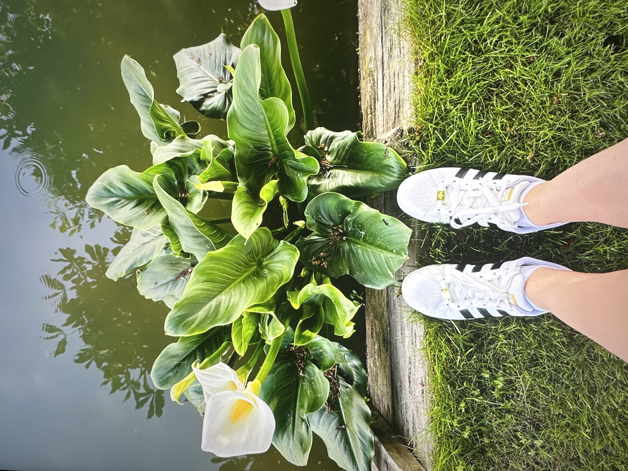 A person's legs and feet, wearing white Adidas sneakers with black stripes, are visible at the bottom of the image. They are standing on lush green grass next to a wooden plank that borders a body of water. In the water, several large green lily pads and two white calla lilies with yellow centers are floating. The surface of the water reflects the shadows of trees. The overall setting suggests a peaceful, natural environment.
