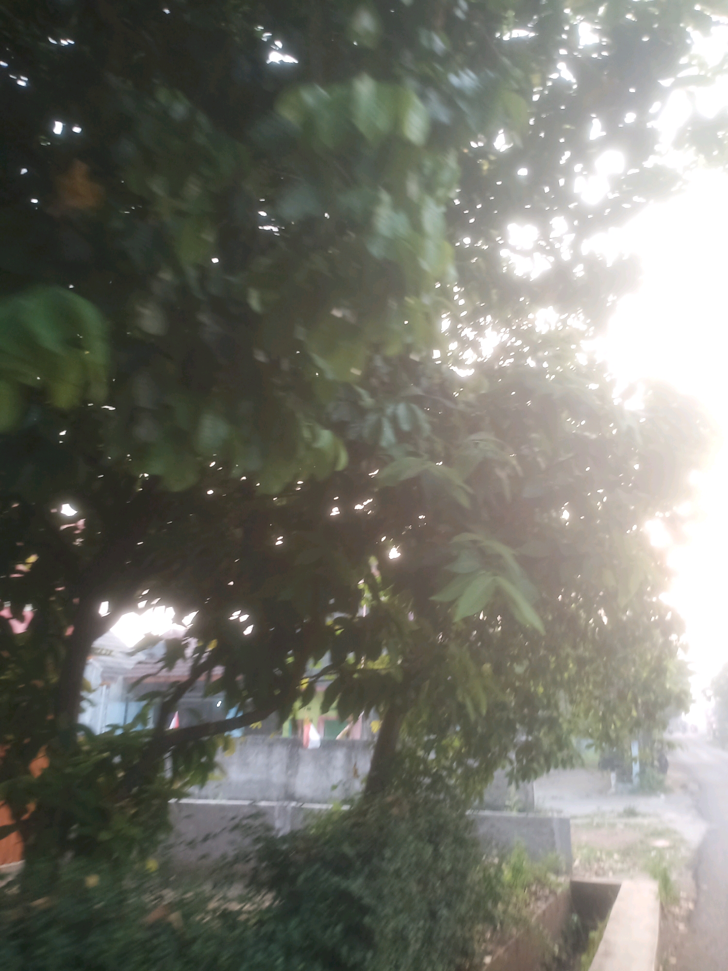 A slightly blurred, outdoor, daytime image shows a lush green tree with broad leaves in the foreground, partially obscuring a bright, hazy sky and sun. The tree's branches extend across the frame, with sunlight filtering through its foliage, creating bright spots. In the middle ground, behind the tree, a low concrete wall and the tops of buildings with a light blue facade are visible. The ground appears to be a dirt path or unpaved area. The overall scene suggests a tropical or sub-tropical environment in Ciseeng, Indonesia.