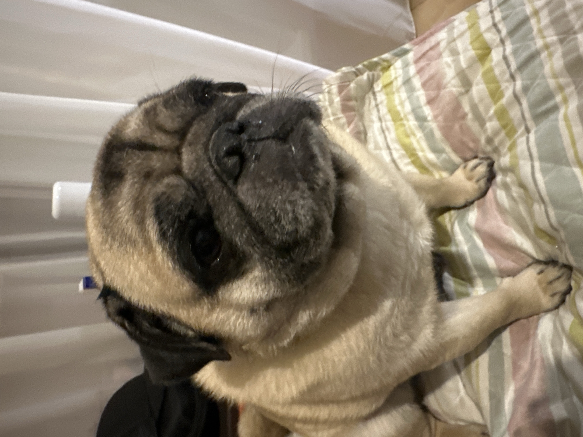 A pug sits on a striped blanket, facing slightly to the right. The pug has fawn-colored fur with black markings on its face and ears. Its eyes are dark and its nose is black and wet. The pug is in focus, while the background is blurred, showing white curtains and some dark objects. The image appears to be taken indoors in a domestic setting.