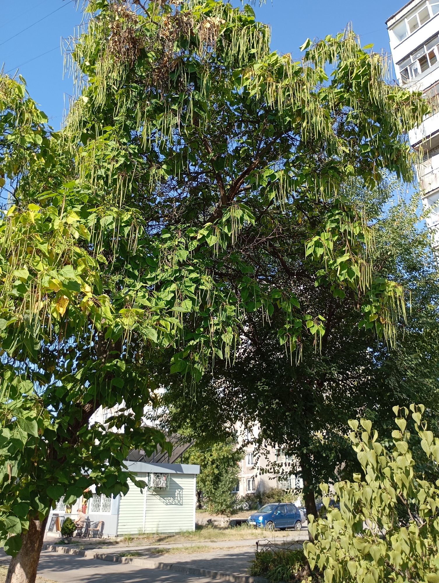 In the city of Horishni Plavni, Ukraine, an image captures a street scene dominated by a large tree with long, slender seed pods hanging from its branches. The tree's foliage is green, with some leaves showing yellowing, suggesting a late summer or early autumn setting. In the background, a multi-story apartment building with white-framed windows stands to the right. To the left of the tree, a small, light green, single-story structure with white trim and an air conditioning unit is visible. A blue car is parked on the street in front of the building. In the foreground, a paved sidewalk and curb are present, with shadows cast by the tree. A few people are seated at tables outside the small building, suggesting a cafe or outdoor seating area.