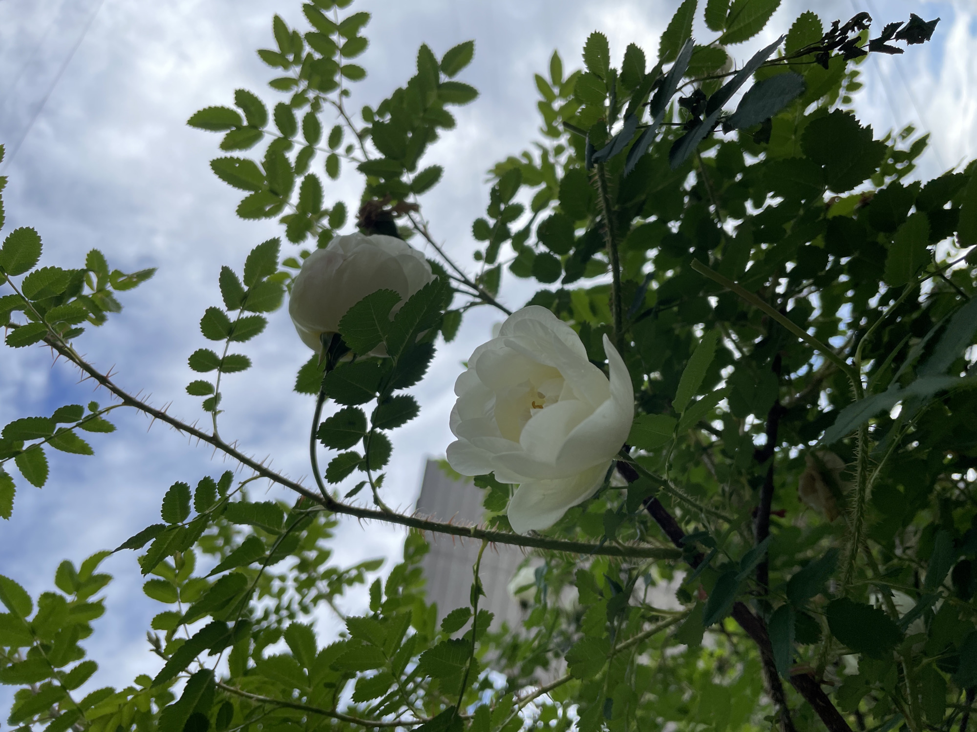 A low-angle outdoor photograph captures a thorny rose bush with two white blooms against a cloudy sky in an urban area of Izhevsk, Russia. The foreground features dense green foliage composed of numerous serrated rose leaves and prominent, sharp reddish-brown thorns on the stems. A fully opened white rose is positioned in the lower-center of the frame, revealing its inner yellow stamens. A second white rose is partially visible above and slightly to the left of the first, also blooming. The background consists of a bright blue sky interspersed with white and grey clouds. In the upper-left quadrant, behind the foliage, a light-colored, multi-story building with a distinct flat roofline is partially visible, indicating an urban environment within Izhevsk.