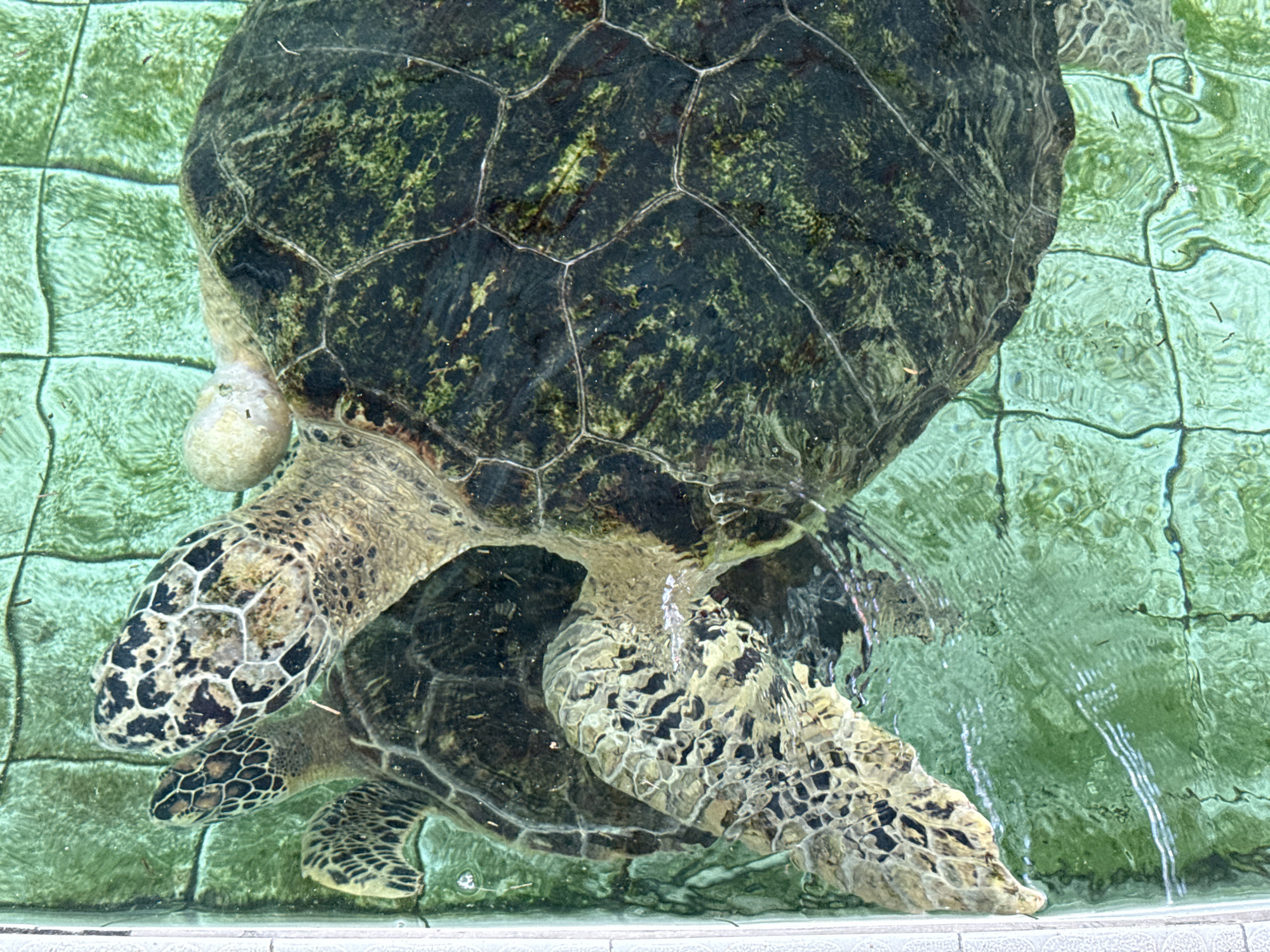 The image shows two sea turtles swimming in a pool with green tiled walls in Denpasar, Indonesia. The turtles are close together, with one slightly overlapping the other. The turtle on top has a large, dark shell with a pattern of polygons. Its head and flippers are visible, with a speckled pattern of dark spots on a light background. The other turtle's head and flippers are also visible, though partially obscured by the turtle on top. The water in the pool is clear and reflects the green tiles.