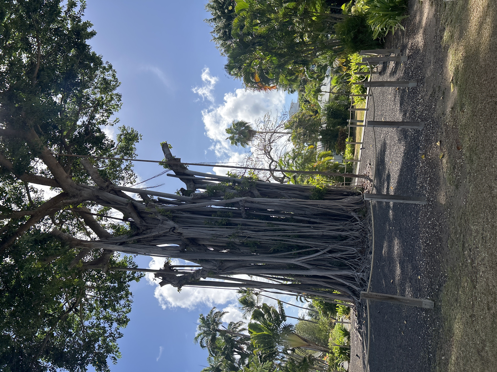 The image displays a large, multi-trunked banyan tree in Sainte-Anne, France. The tree features a dense green foliage canopy and a prominent network of thick, grey aerial roots that descend from its branches to the ground, forming numerous supporting columns around the main trunk. The area immediately beneath and around the tree's base is covered with dark grey gravel. This gravel zone is demarcated by a low, rustic barrier composed of light-colored wooden posts connected by a thick, twisted rope. The foreground consists of sparse, dry grass and patches of bare earth. Surrounding the central tree are various tropical plants, including numerous tall palm trees and dense green shrubs, creating a lush environment. In the background, partially obscured by the foliage, are several light-colored buildings with white or light-toned roofs, suggesting a developed area. A distinct reddish-orange architectural element is visible on a distant roofline in the upper-right mid-ground. The sky is bright blue with scattered white cumulus clouds, indicating fair weather and direct sunlight, which casts visible shadows from the barrier posts onto the gravel. No human figures or active subjects are present.