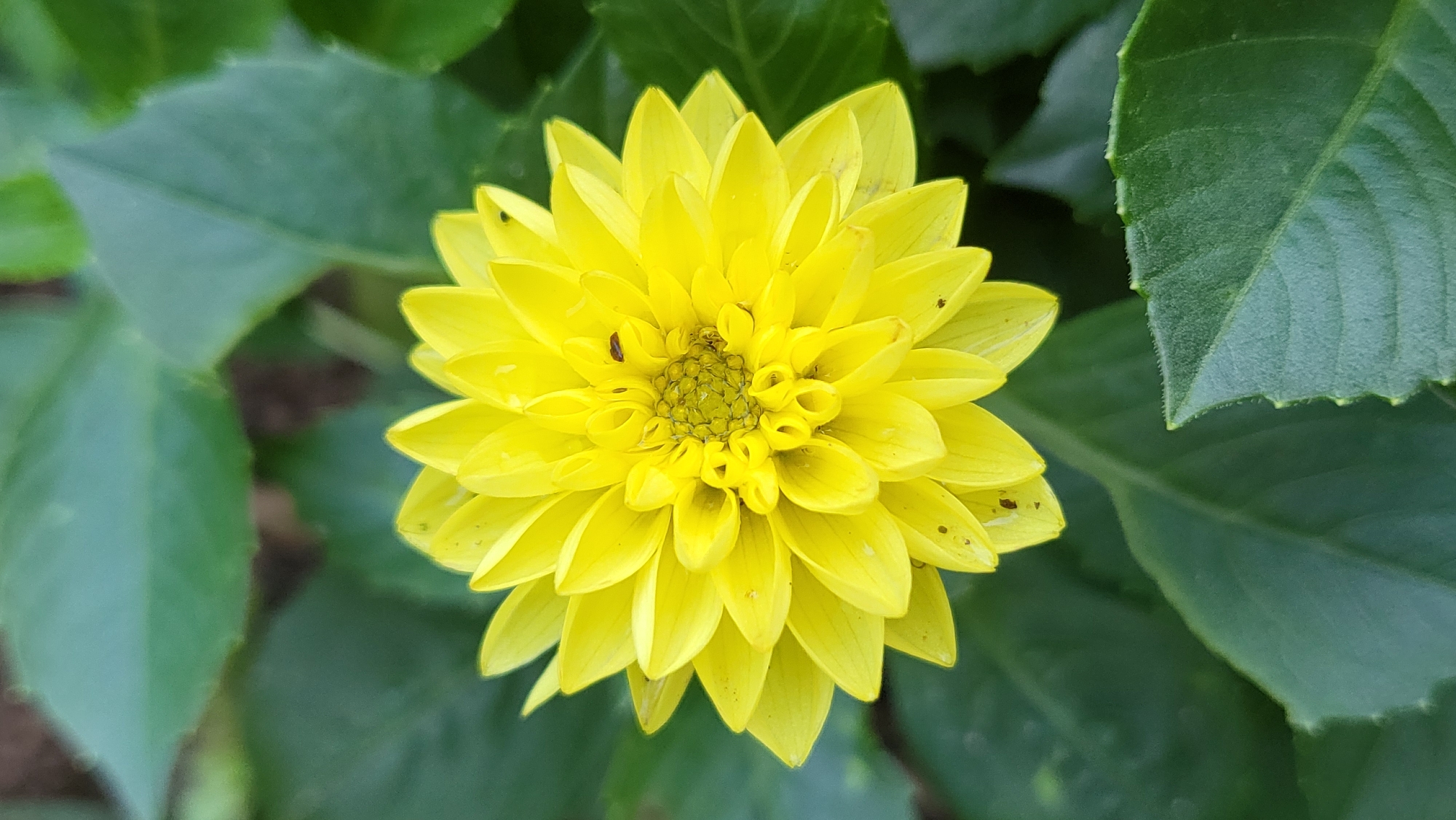 A close-up, eye-level, vertical shot shows a fully bloomed yellow dahlia flower. The dahlia is centered in the frame, with its petals fanning outwards. The flower's center is a complex arrangement of smaller, tightly packed yellow petals. Scattered on the petals are a few small dark specks, possibly insects or debris. The flower is surrounded by lush, dark green leaves, some of which are in focus and show texture and vein detail, while others are softly blurred in the background. The lighting appears natural, highlighting the vibrant yellow of the dahlia and the deep green of the foliage. There is no visible human presence or any indication of the specific location within Markovskii, Russia.