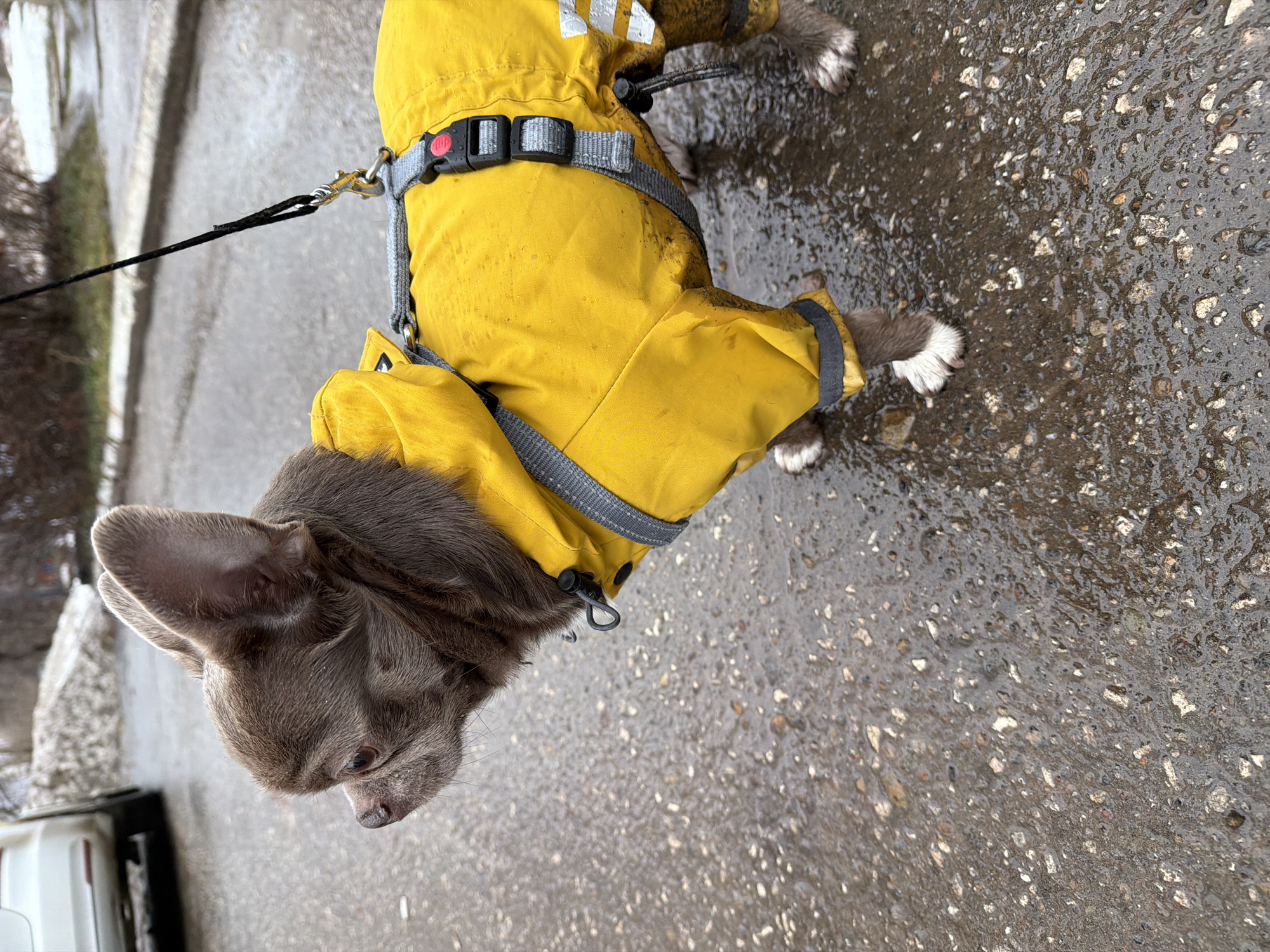 A brown chihuahua-type dog wearing a yellow rain suit and a gray harness stands on a wet asphalt surface. The dog is leashed, and the leash extends to the left of the frame. In the lower left, a portion of a white vehicle is visible. The background shows a blurred view of buildings and vegetation. The photograph likely depicts a scene on a street in Votkinsk, Russia, on a rainy or wet day.