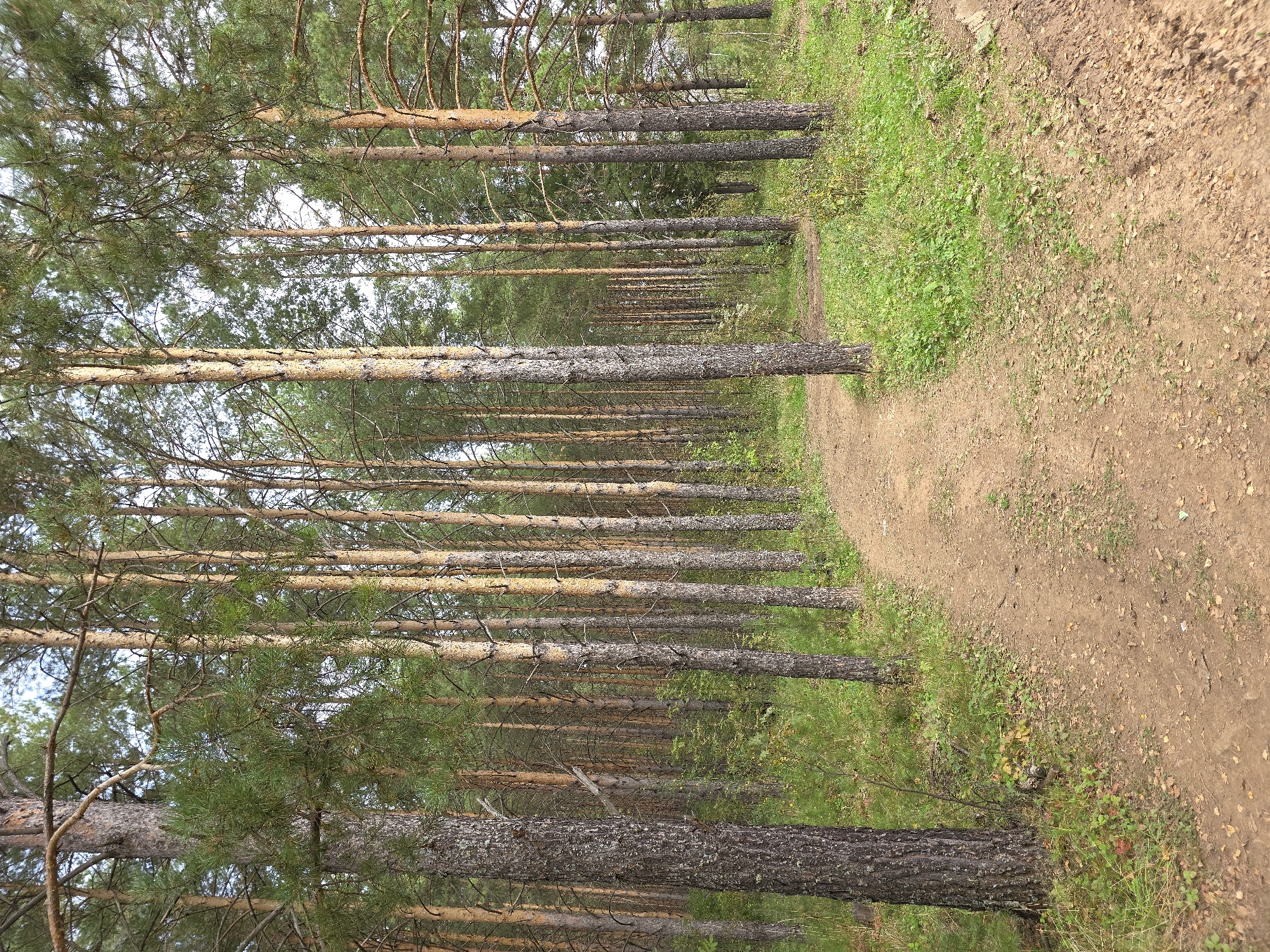 An outdoor, eye-level, full shot shows a dirt path winding through a dense pine forest on an overcast day. The path is lined with a variety of trees, mostly pines, with rough, textured bark and needles that create a canopy overhead. The ground is covered with dirt, scattered leaves, and patches of green grass and undergrowth. The scene suggests a natural, unmanicured environment, typical of a forest park or natural reserve. No people or animals are visible. The location is stated to be Magnitka, Russia, implying an urban setting with natural features.