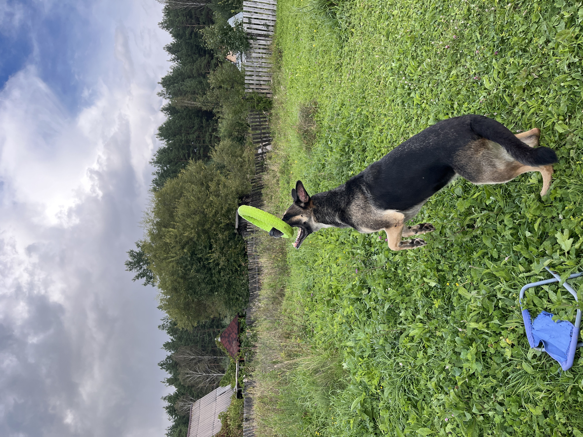 An adult German Shepherd dog is captured mid-air, jumping to catch a bright green frisbee in a grassy, outdoor environment. The dog is positioned in the center of the frame, with its mouth open, reaching for the toy. Its hind legs are extended downwards, while its front legs are reaching upwards. The dog's fur is a mix of black, tan, and brown.
The setting appears to be a rural area, possibly a backyard or field, with overgrown green grass covering the ground. In the background, a weathered wooden fence stretches horizontally across the scene. Beyond the fence, there are trees and vegetation, with a few rustic-looking buildings, including a house with a gray roof and a small gazebo. The sky above is overcast with dramatic, dark clouds, suggesting an impending storm or recent rain.
To the left of the dog, near the bottom of the frame, a damaged blue folding chair is visible, lying on its side in the grass. The overall scene evokes a sense of playful activity within a natural, somewhat unkempt, rural landscape. The location is identified as Nizhny Tagil, Russia, based on external information not present in the image itself.