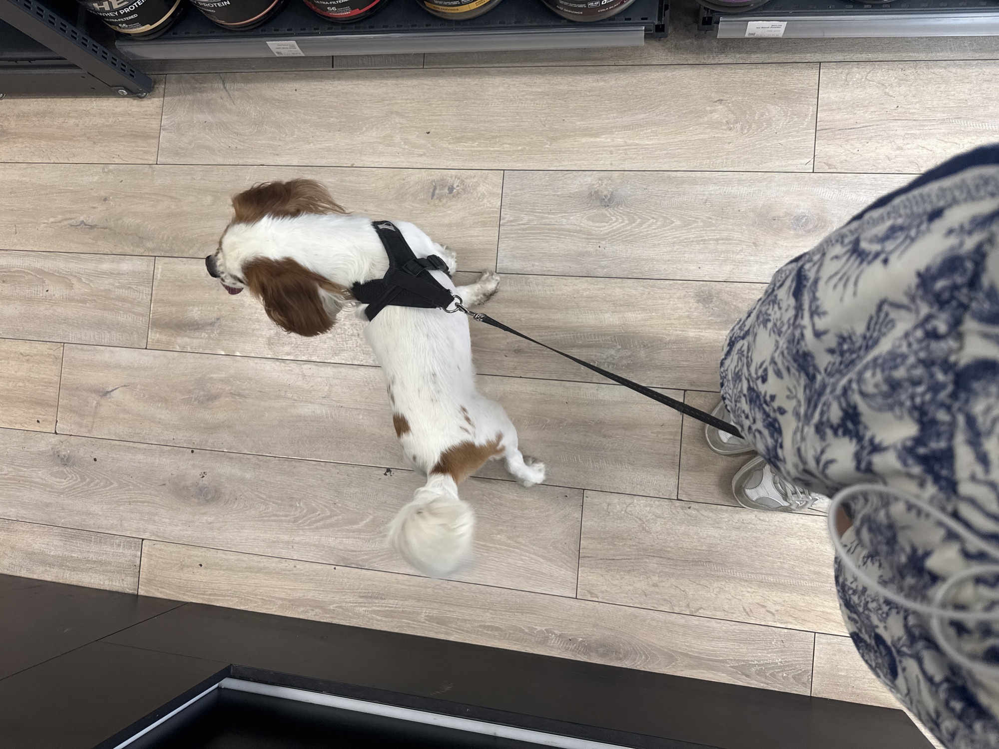 An overhead shot captures a small, tricolor (white and brown) dog, likely a Cavalier King Charles Spaniel, on a leash next to a person's leg in an indoor setting. The dog wears a black harness and is looking downwards, possibly sniffing the light wooden-patterned floor. Its fluffy tail is visible and slightly blurred, suggesting movement.
The person's lower body is visible on the right, wearing a white garment with a prominent blue, possibly toile-like, pattern, and light-colored athletic shoes. A black leash extends from the dog's harness to the person's hand, which is out of frame.
The background reveals a retail environment, specifically shelves stocked with containers that appear to be supplements or protein powder. Text like "WHEY PROTEIN" and "ULTRA-FILTERED" along with "56 SERVINGS" and "HE" (possibly part of a brand name) is partially visible on the black and yellow containers. The shelving unit is dark metal. The floor is covered in light, rectangular tiles designed to resemble wooden planks.
The scene takes place indoors, likely a health food store, supplement shop, or gym in Plovdiv, Bulgaria, during what appears to be daytime or under bright artificial lighting. The dog appears curious and calm.