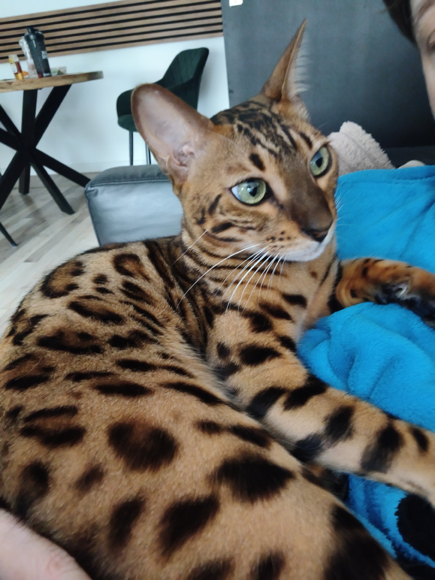 A Bengal cat with green eyes and distinctive spotted markings is lying on a bright blue blanket. The cat is positioned diagonally in the frame, with its head turned to the right and its body extending towards the bottom left. Behind the cat, a blurred background shows a dark gray sofa, a wooden table with items on it, and a dark green chair. The overall setting appears to be indoors, likely a living room. The specific location in The Hague, Netherlands, cannot be determined from the visual information provided in the image.