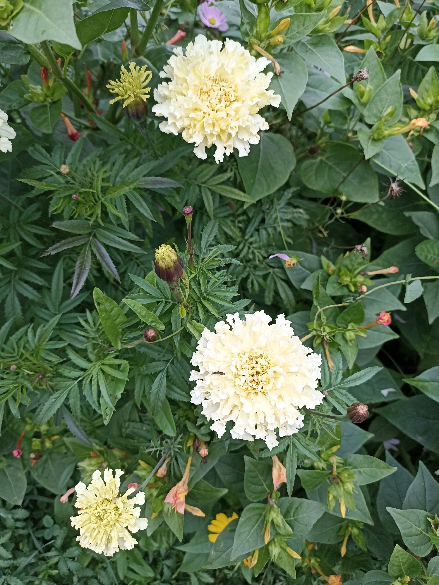 This image displays a close-up view of a cluster of pale yellow marigolds in full bloom, surrounded by lush green foliage. Several marigold buds, some dark brown and unopened, others with pale yellow tips beginning to emerge, are also visible amongst the leaves. Smaller, trumpet-shaped flowers in shades of pink and orange are interspersed within the greenery, along with some tiny, pale purple blossoms. The scene is set against a backdrop of dense, leafy plants, suggesting a garden or a natural outdoor setting. There are no people or discernible man-made structures present in the image. The lighting appears to be natural daylight, with some shadows indicating the time of day. The image is focused on the flowers and their immediate surroundings.
