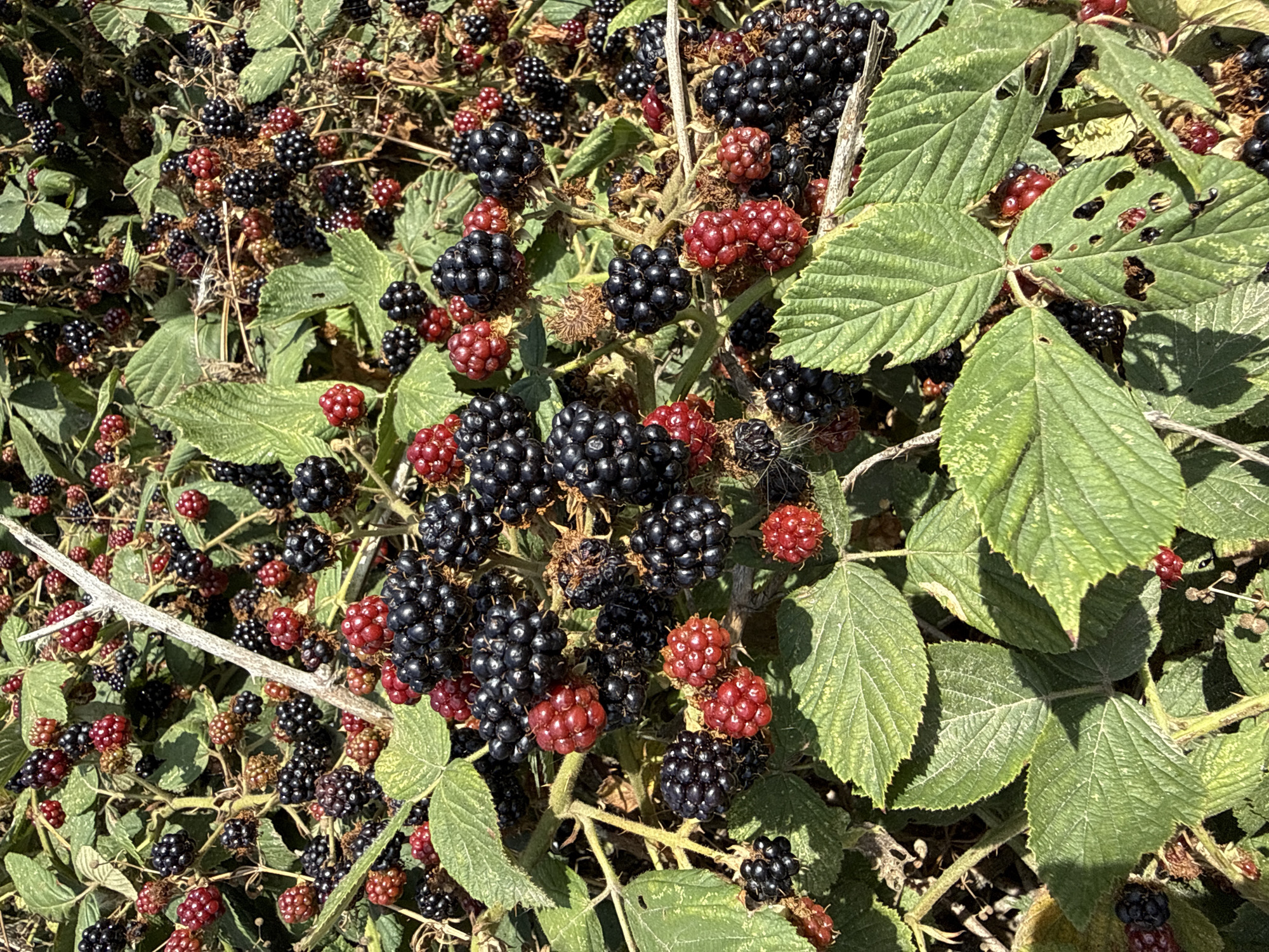 The image displays a dense thicket of blackberry bushes, laden with ripe black and red berries, along with numerous green leaves. The berries are clustered together on branches, some appearing in various stages of ripeness. The leaves are textured and show some signs of wear, with small holes in some of them. The scene is outdoors, under bright daylight, with dappled sunlight illuminating the foliage and fruit. There are no people visible in the image. The scene appears natural and untended, possibly in a wild or overgrown area. The image does not provide any specific visual cues to suggest a particular location within the city of Great Yarmouth, United Kingdom, or any other specific geographic location.