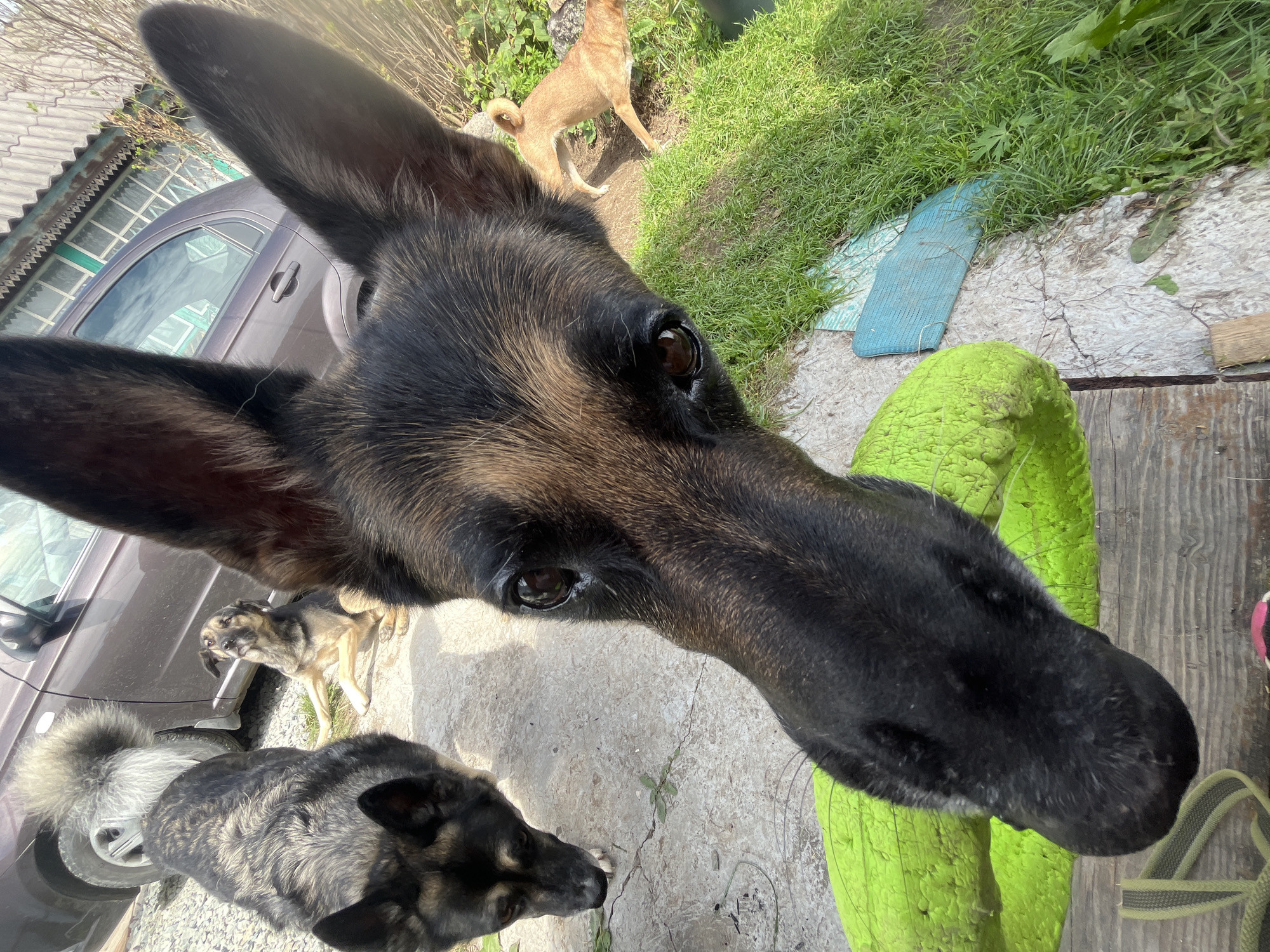 A low-angle, close-up shot focuses on the head of a German Shepherd dog, whose snout and part of its face fill the foreground. The dog's dark eyes are visible, and its large ears are prominent. Behind the German Shepherd, three other dogs are present in what appears to be an outdoor, rural or suburban setting. To the left, a large, fluffy-tailed dog with black and grey fur stands facing away from the camera. In the middle ground, a German Shepherd mix lies on the ground, looking up. To the right, a small, light-brown dog with a curled tail stands on a patch of grass. In the background, a dark-colored car is parked, and a rustic building with a corrugated roof is visible. The ground is a mix of concrete and gravel, with patches of green grass. A bright green, textured object, possibly a toy, is positioned in front of the main dog. The overall environment suggests a residential yard. The image does not provide any specific information that would allow it to be located in the city of Nizhny Tagil, Russia.