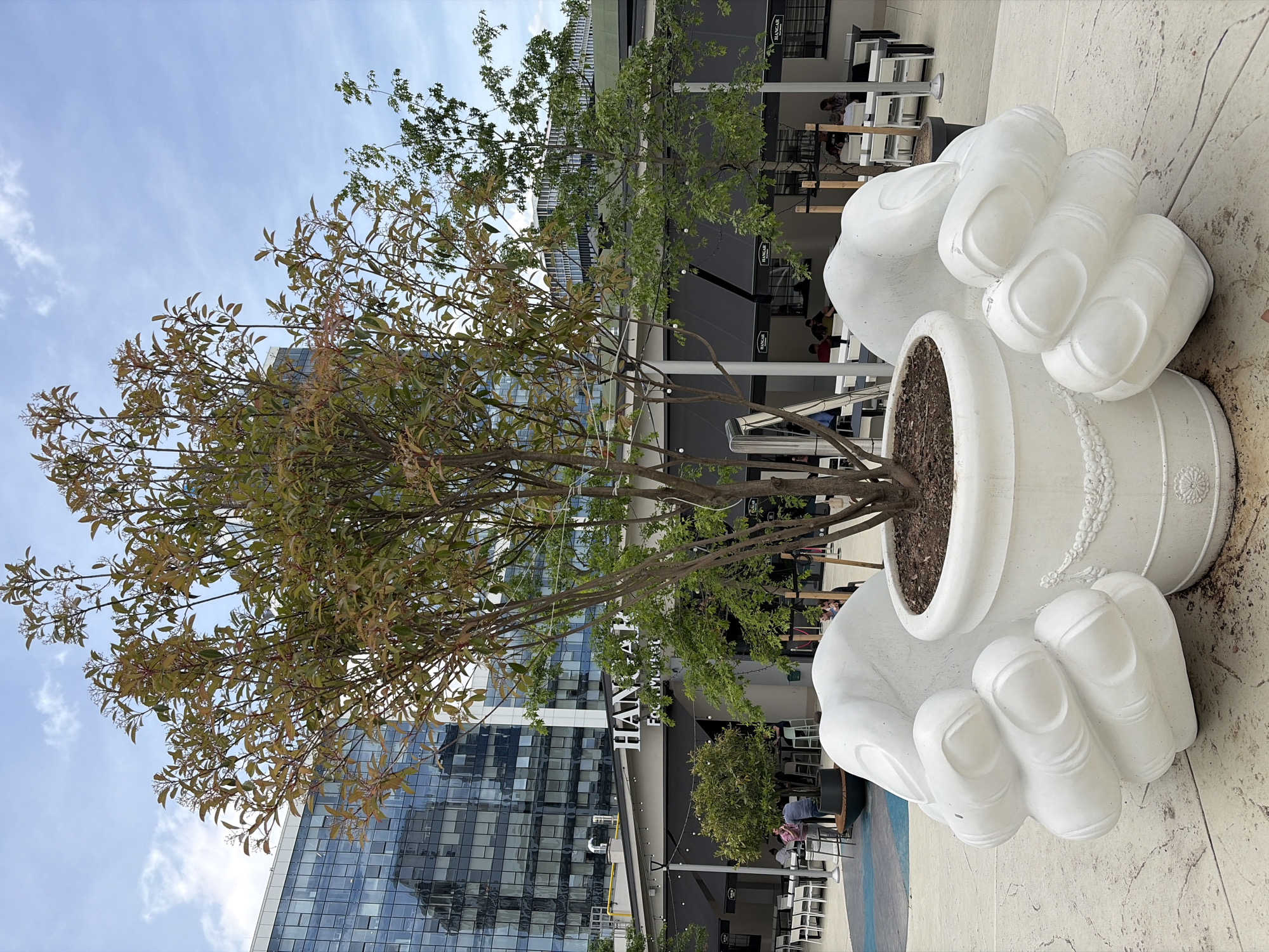 A tree is planted in a large, ornate white planter shaped like two hands holding a pot in Belgrade, Serbia. The planter is set on a light-colored stone walkway. In the background, there is a building with a reflective glass facade and a row of commercial establishments with tables and chairs outside, suggesting a dining or shopping area. People can be seen sitting at the tables. The sky is partly cloudy, and the lighting suggests it is daytime.