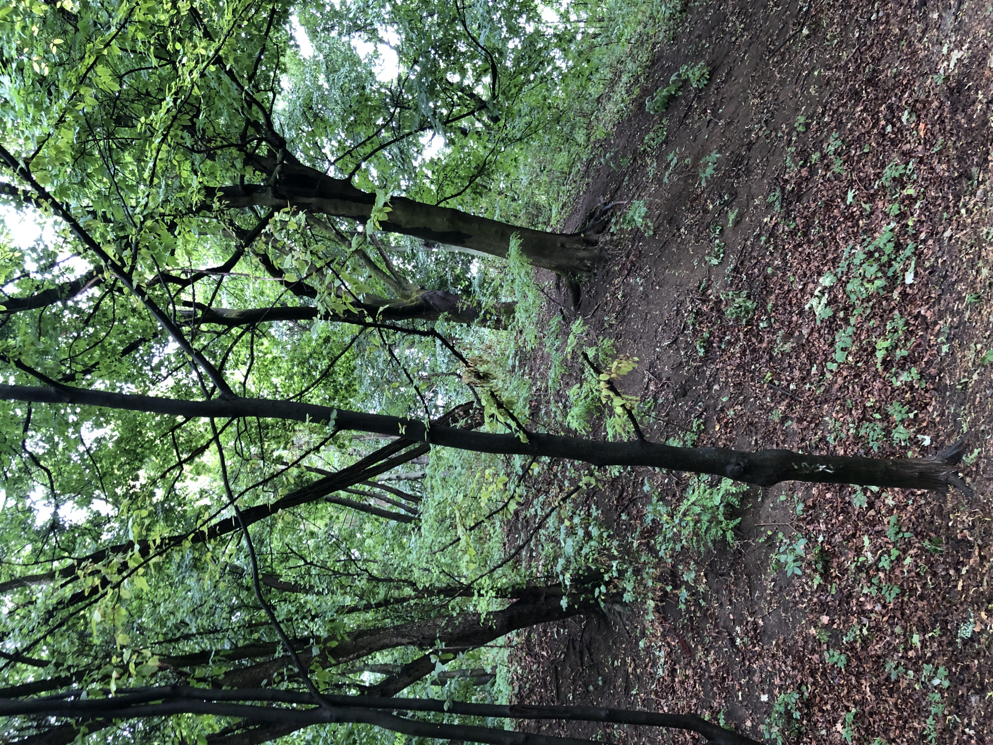 The image depicts a dense forest scene in Lviv, Ukraine. The perspective is from a low angle, looking upwards through a canopy of lush green leaves and dark tree branches. The foliage is rich and varied, suggesting a thriving woodland environment. Sunlight filters through the leaves, creating a dappled effect and illuminating the scene with a soft, natural light, possibly indicating it is daytime.
The forest floor is covered in a layer of fallen leaves and some small green plants, indicating a natural, undisturbed environment. The ground appears to be a mixture of soil and leaf litter, sloping upwards to the right side of the frame. Several tree trunks are visible, some thick and mature, others thinner, creating a sense of depth and complexity within the forest. The overall mood is one of tranquility and natural beauty, characteristic of a peaceful woodland setting. There is no visible text in the image. The scene appears to be undisturbed by human activity.
