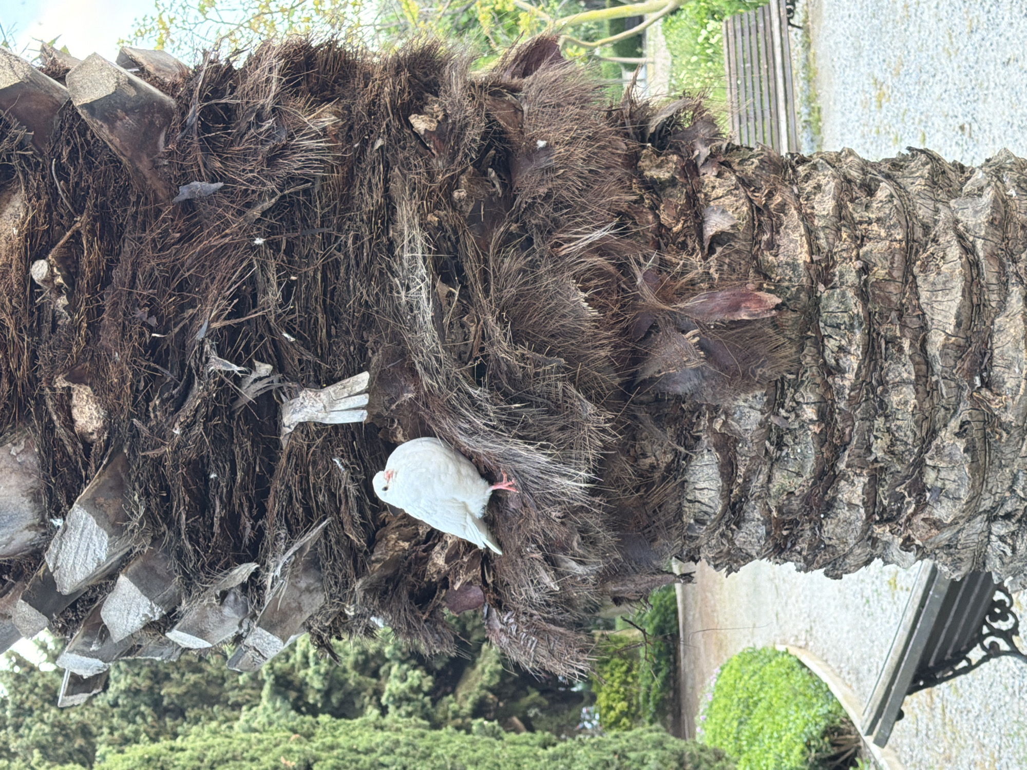 The image depicts a section of a palm tree trunk, oriented horizontally. The trunk's surface is a mix of coarse, fibrous material and rough bark. Embedded within the fibrous part of the trunk is a white bird, likely a pigeon, perched and partially concealed. In the background, sections of a park are visible, including greenery, a paved pathway, and a bench. Based on the background elements, the image appears to have been taken in a public park, likely in Arroyo De La Miel-Benalmadena Costa, Spain, given the context. There is a singular subject of a bird interacting with its environment. No people are visible.