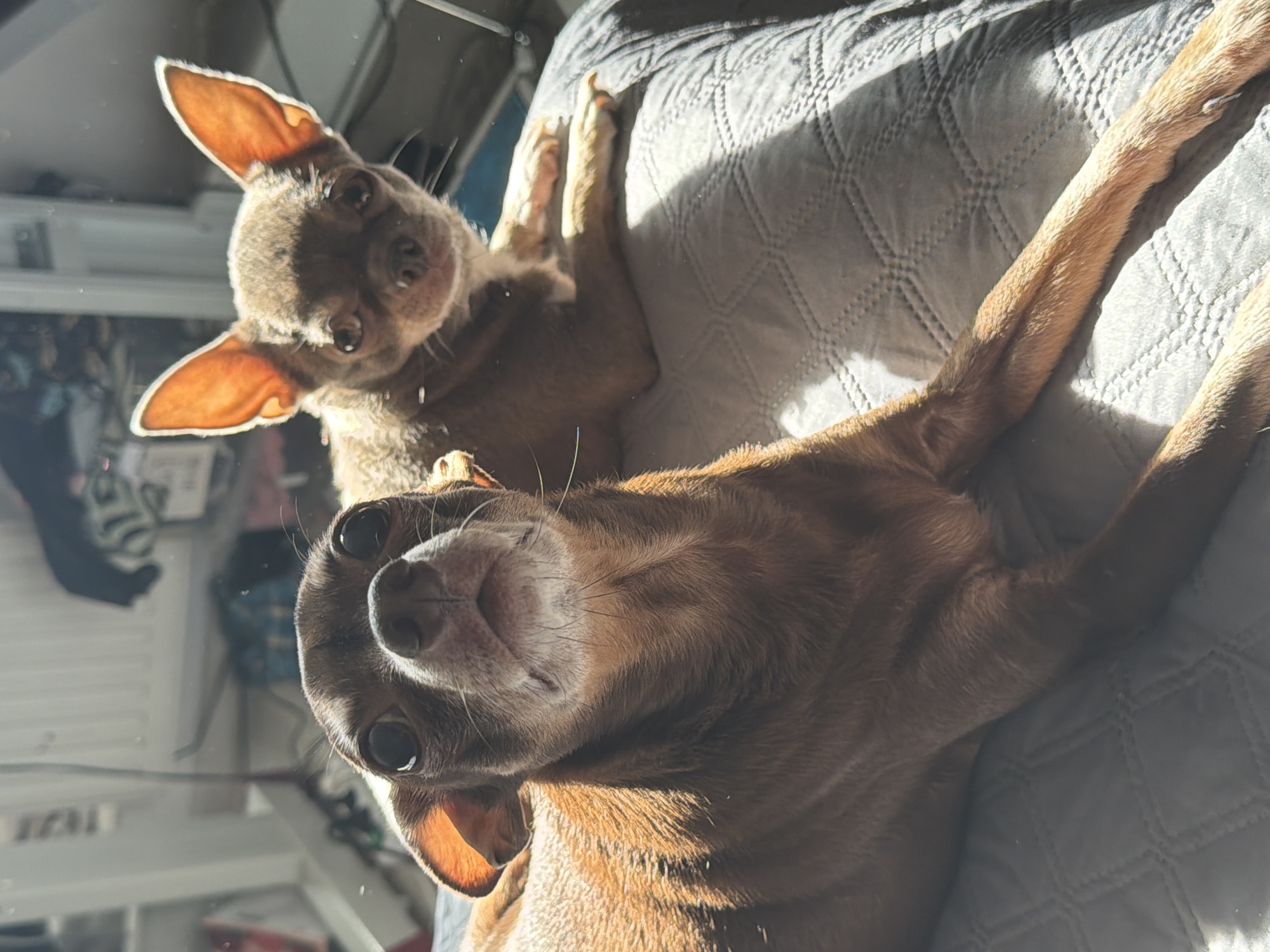 The image depicts two Chihuahua dogs in an indoor, domestic setting, likely a bedroom or living area. In the foreground, a reddish-brown Chihuahua with short fur lies prone on a grey quilted blanket, its head angled upwards and slightly to the left, with large dark eyes looking towards the camera. Its muzzle and chin show some white fur, and its left ear is illuminated by direct sunlight, appearing orange. Behind and to the right of the foreground dog, a second, lighter brown Chihuahua with short fur also lies prone on the same blanket, looking directly forward towards the camera. This dog's large, upright ears are strongly backlit by sunlight, making them appear translucent and orange. Both dogs are partially illuminated by strong natural light entering from the left, creating distinct shadows across the blanket. The background is out of focus, revealing hints of a white vertical radiator or heating unit, and blurred shapes suggesting furniture or household items, consistent with an interior room. The specific location within Saint Petersburg, Russia, cannot be determined from the visual information provided in the image.