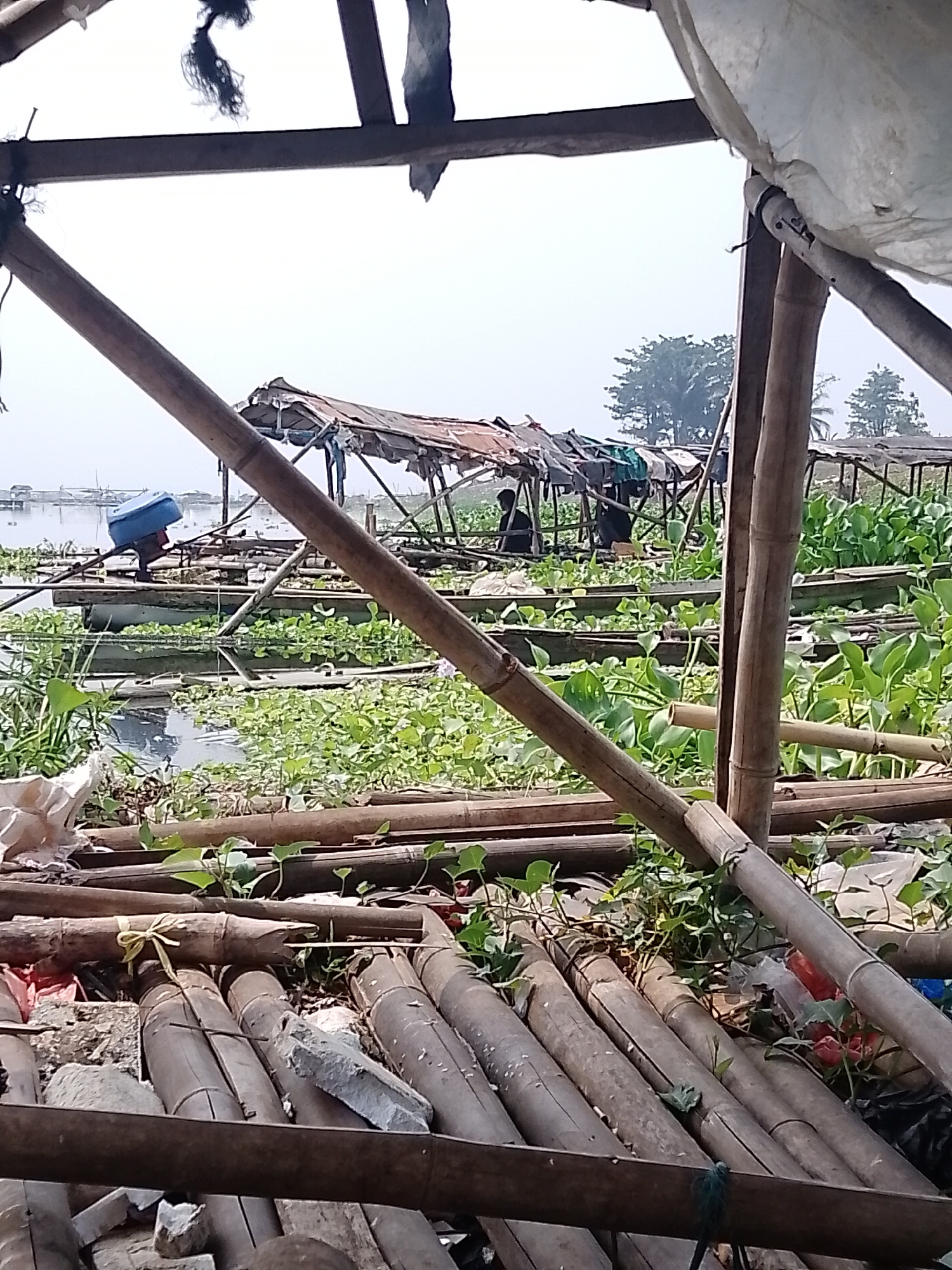 The image depicts a scene in Mande, Indonesia, likely a waterfront area. The foreground is dominated by a makeshift structure made of bamboo poles, some of which are broken or dislodged, creating a sense of disrepair. Vegetation, including lush green water hyacinths, grows abundantly in the water. In the mid-ground, a series of floating platforms or rafts are visible, also constructed from bamboo. On these platforms, rudimentary shelters with corrugated tin roofs are present, suggesting a community or settlement built on the water. There are at least two figures, appearing as silhouettes, near the shelters. One figure is seated, while the other is standing or walking. A blue plastic container with an outboard motor attachment is visible on one of the rafts, indicating some form of water transportation or utility. The background shows more distant structures and vegetation, with a hazy sky. The overall impression is one of a humble, possibly impoverished, living environment situated amidst a rich aquatic ecosystem.