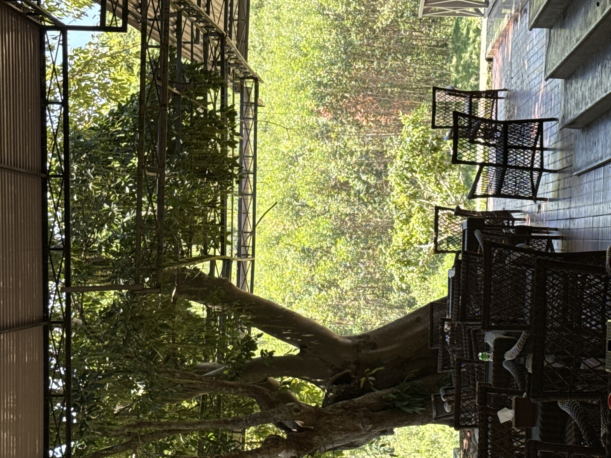 The image depicts an outdoor seating area under a covered roof, likely a restaurant or cafe, with a lush green forest as the backdrop. The foreground is occupied by numerous dark-colored wicker chairs and tables, arranged in rows. Some tables have napkins and a green bottle on them. A large, mature tree with thick branches is visible to the left, with its leaves casting shadows over the seating area. The flooring appears to be tiled, and there are steps leading up to a raised platform on the right side of the image. The overall ambiance suggests a tranquil, natural setting. The location is identified as Nam Khanh Vinh, Vietnam, implying a tropical or subtropical environment given the dense foliage and vegetation. There are no people visible in the image.