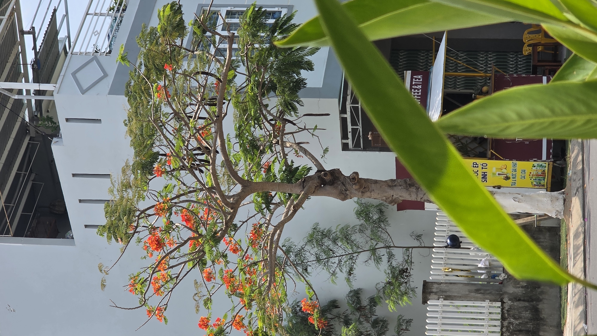 The image presents a scene in Bac Nha Trang Ward, Vietnam, featuring a flowering tree in front of a building. The tree has a prominent trunk and branches, with vibrant red blossoms contrasting with green foliage. The building behind it is a light gray, two-story structure with a balcony railing. A street and sidewalk are visible in the foreground, partially obscured by large green leaves, likely from another plant. A food and beverage stand is situated near the tree, with visible signage advertising coffee, tea, and fresh juice. A white picket fence runs along the property line. A dark helmet is on the ground close to the fence.
