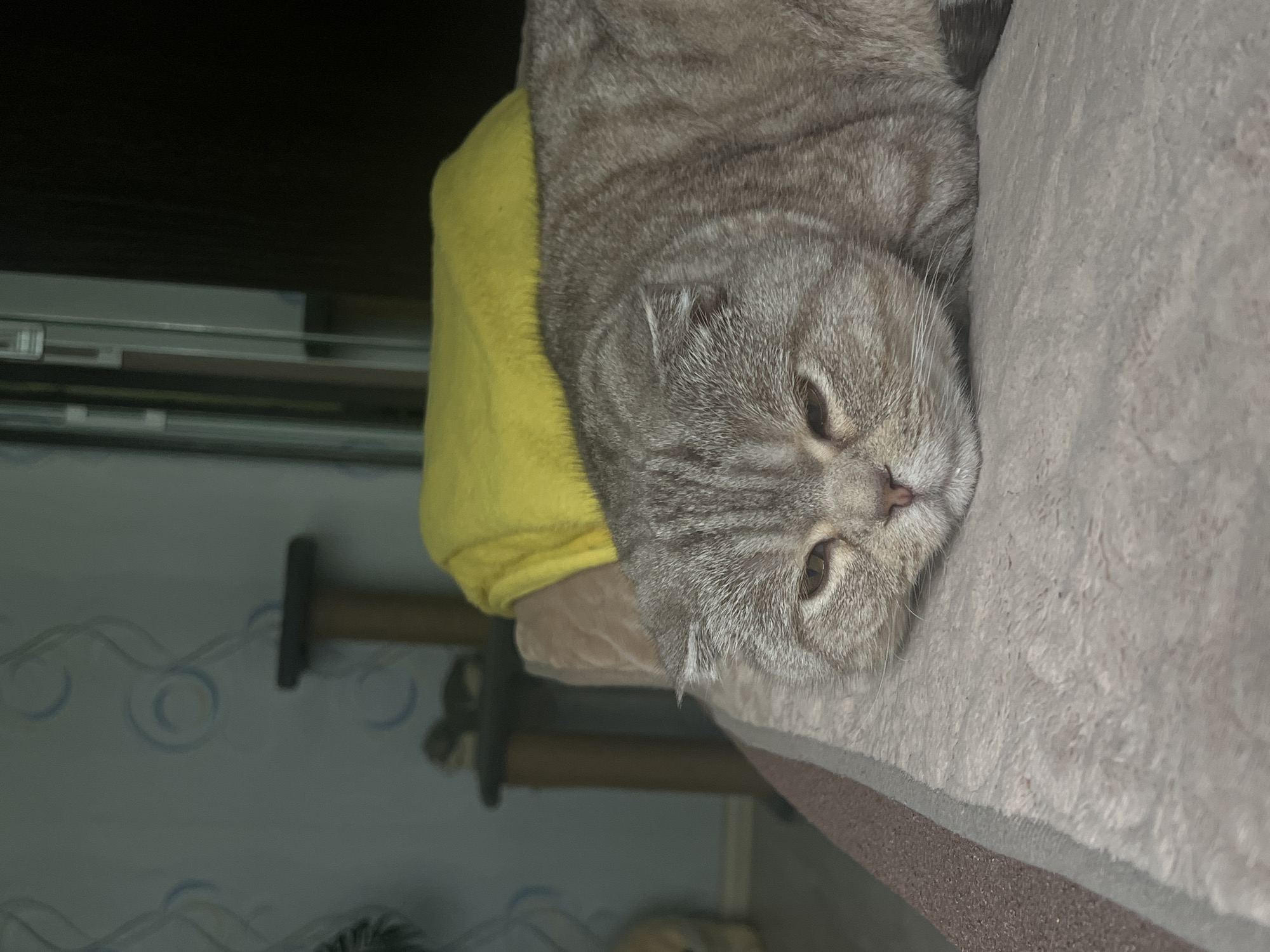 A Scottish Fold cat with grey tabby markings rests on a beige, textured surface. The cat is positioned in the foreground, facing forward with its eyes partially closed. Behind the cat, a bright yellow blanket is visible, draped over a beige cushion. The background shows a wall with light blue wallpaper featuring a swirling pattern, a portion of a cat tree, and a dark, out-of-focus area that could be a doorway or furniture. The scene appears to be indoors.