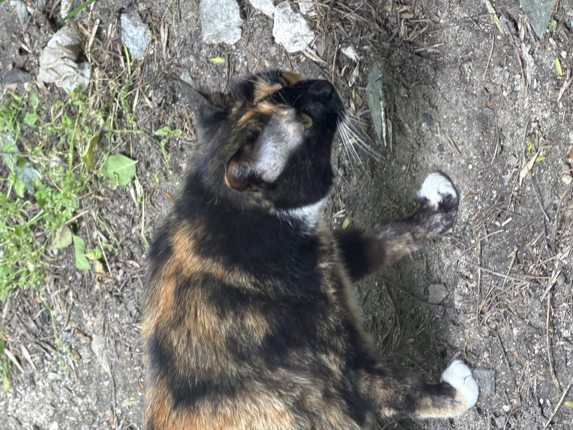 A tortoiseshell cat lies on a dirt and gravel surface, with some grass and plant debris scattered around. The cat is mostly black and brown, with white paws. The scene is in an outdoor environment. There is no direct information to definitively determine the exact location in Plovdiv, Bulgaria.