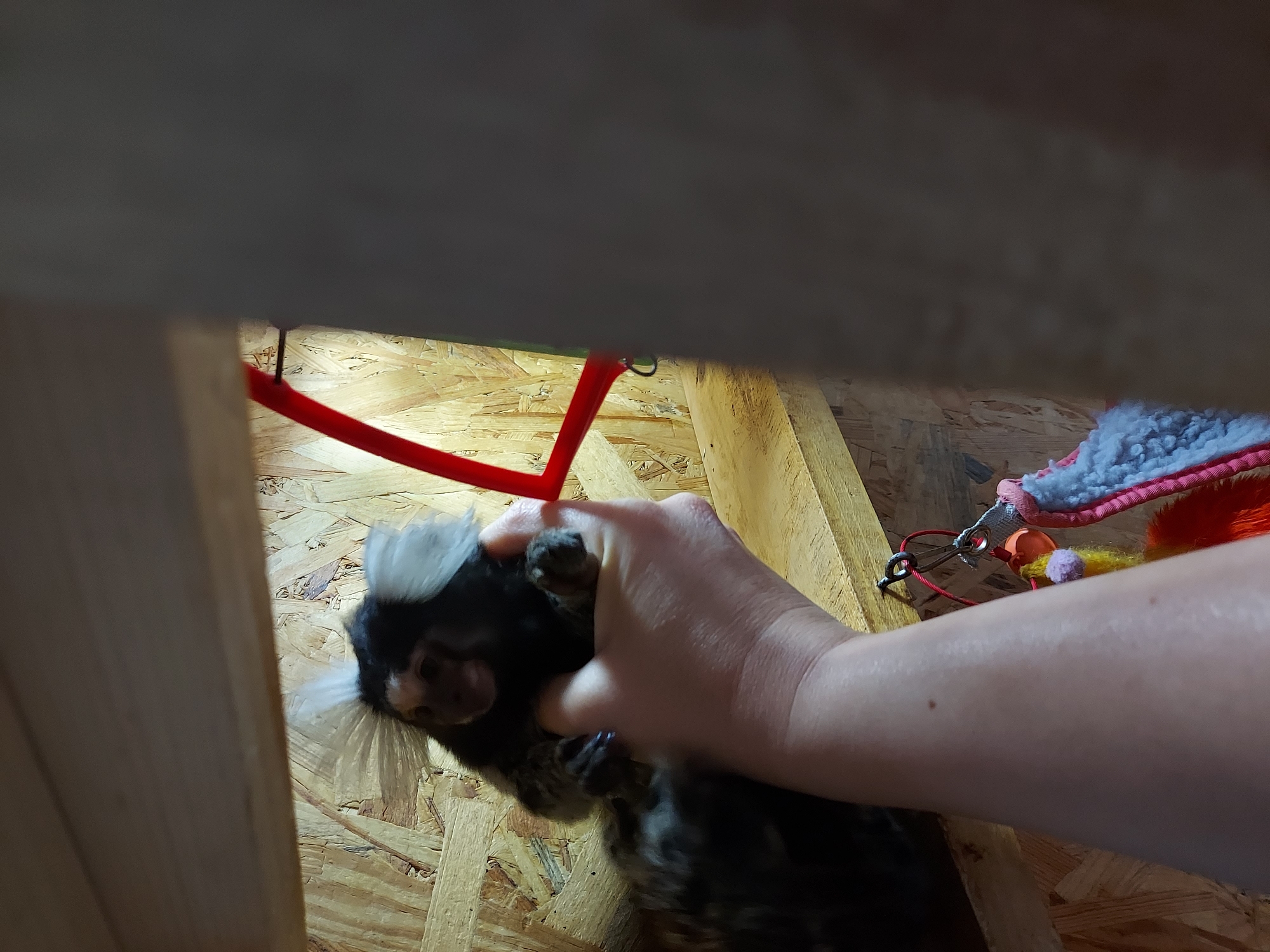 This image, captured in an unknown location, features a Callithrix jacchus (common marmoset) held by a human hand. The marmoset exhibits dark fur, a lighter face, and prominent white ear tufts. The visible human hand and forearm display light skin pigmentation. The background consists of Oriented Strand Board (OSB) paneling, with a wooden shelf positioned horizontally. A red, angular structure is partially visible in the upper right. Below the shelf, a metal hook secures a carabiner clip, red cord, and textile elements including yellow and grey-blue material. A large, dark, out-of-focus vertical object obscures the right portion of the frame.