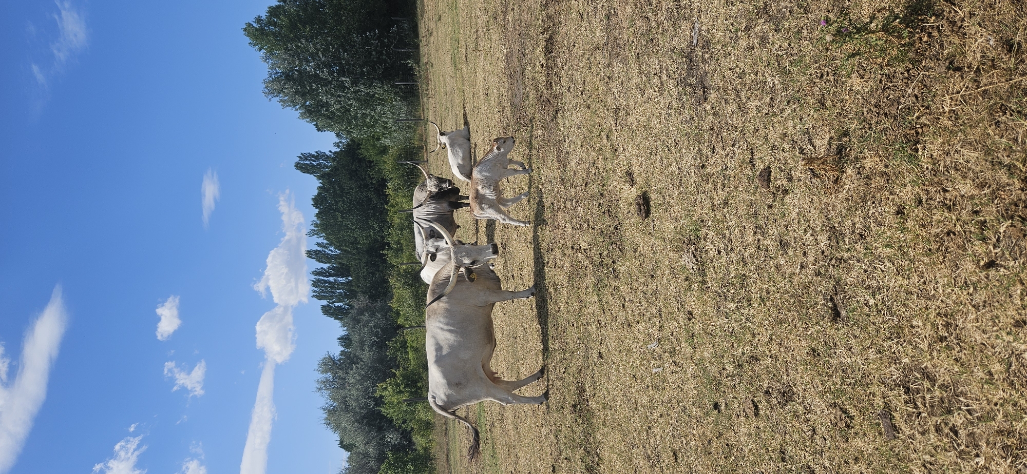 In Keszthely, Hungary, a herd of white Hungarian Grey cattle grazes in a dry, grassy field under a clear blue sky dotted with white clouds. The foreground is dominated by a large, light-colored cow standing to the left, facing forward with its tail extended. To its right, a small, tan-and-white calf walks away from the viewer. In the background, two adult grey cows stand side-by-side, one facing towards the viewer with its head lowered, and another behind it facing right. Further back, a light-colored cow lies down in the field. Behind the cattle, a line of trees forms the horizon, with some of the trees appearing darker and more dense than others. A wooden fence is partially visible behind the lying cow on the right. The ground is covered in dry, yellowed grass and patches of dark soil. The overall scene depicts a peaceful pastoral setting.