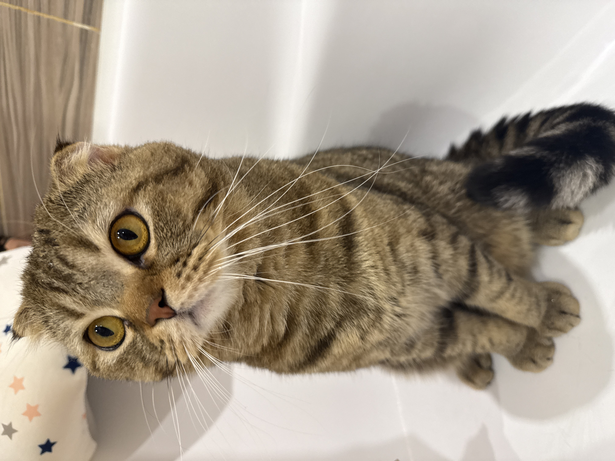 A medium-shot features a tabby cat lying in a white tub. The cat has golden eyes, a brown nose, and white whiskers. Its tail is striped black and brown. Next to the cat's head is a white cushion with colored stars on it. The cat is indoors. The location in the city is Unknown, Unknown.
