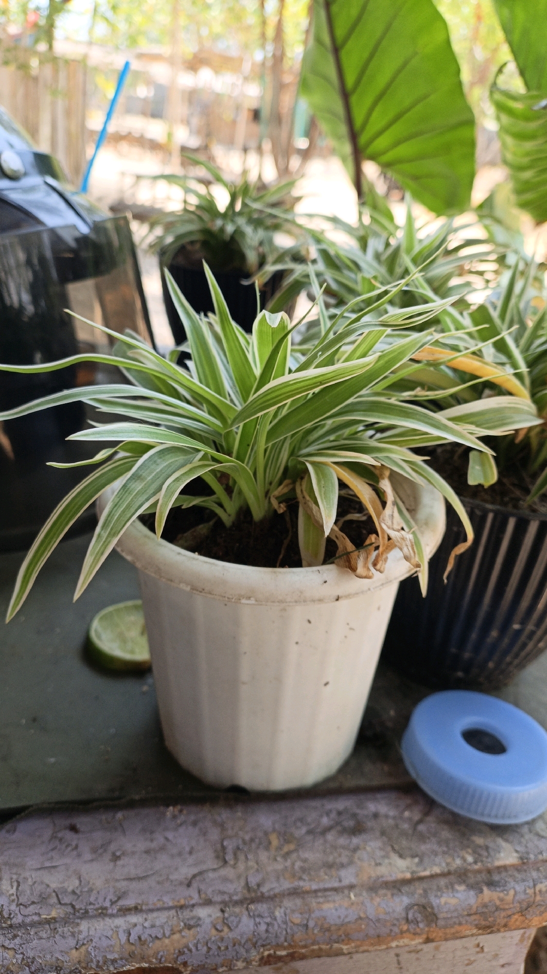 A close-up, eye-level shot shows a potted spider plant on a weathered wooden surface in Cikal, Indonesia. The plant has variegated green and white leaves, with some dried brown leaves at the base. The pot is white and ribbed. Behind the plant, another potted plant in a dark pot is visible. A slice of lime rests on the surface to the left of the pot, and a blue plastic cap lies to the right. The background is blurred, showing out-of-focus greenery and structures, suggesting an outdoor setting.