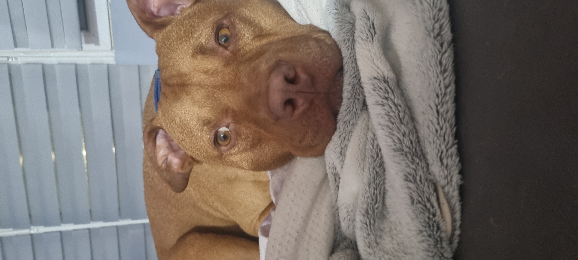A tan pit bull-type dog is lying on a white and grey blanket, with its head resting near a grey fuzzy blanket. The dog has amber eyes and a blue collar. A window with white horizontal blinds is visible in the background. The location is not discernible from the image.