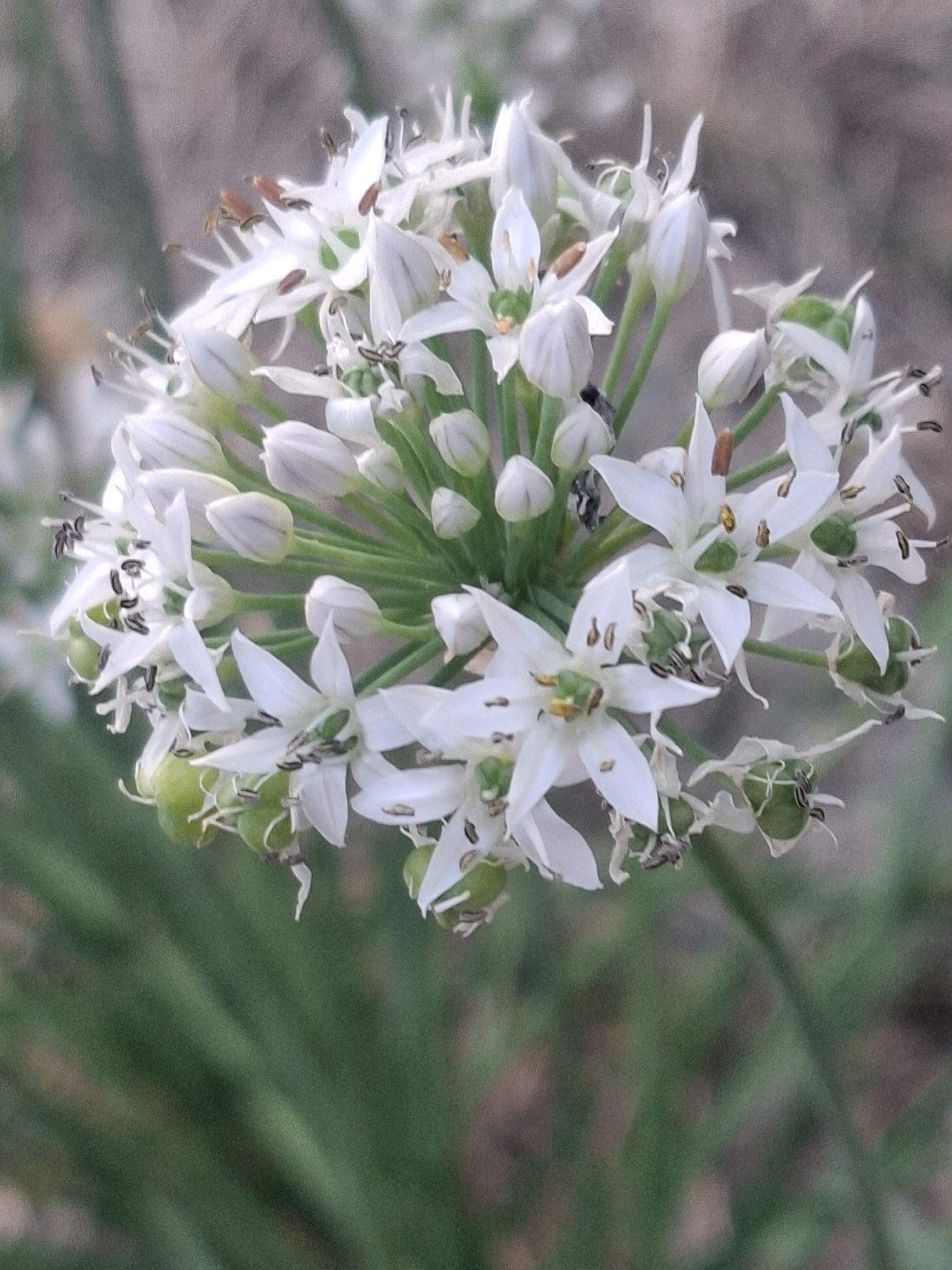 A close-up, slightly out-of-focus image captures a cluster of small, white, star-shaped flowers with prominent dark stamens. Some flowers are fully bloomed, while others remain as buds. Green seed pods are visible interspersed among the flowers. The background is a soft blur of muted green and gray, suggesting foliage and a non-urban setting. There is no discernible location in Almaty, Kazakhstan, or any indication of human activity in the image.