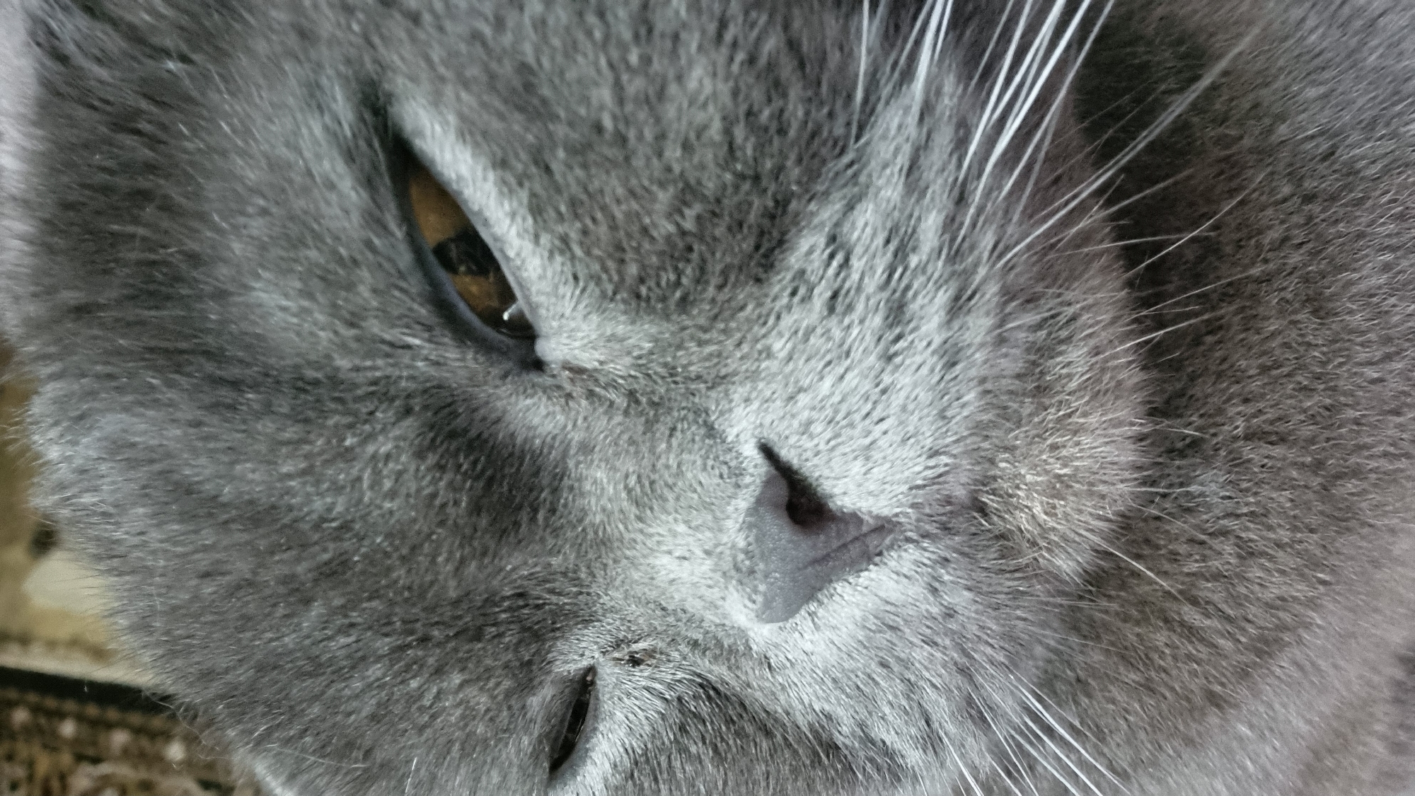 A close-up, eye-level, medium shot captures a grey British Shorthair cat's face, slightly angled to the right, with its left eye partially closed. The cat's fur is short and dense, a uniform grey color. Its nose is dark grey and appears slightly damp. Prominent white whiskers extend outwards from its muzzle. The cat's right eye is open, revealing a golden iris with a dark pupil. The background is a blurry, textured surface, appearing to be a carpet or rug. The overall lighting suggests an indoor environment. The image appears to have been taken in Vysokoe, Russia.