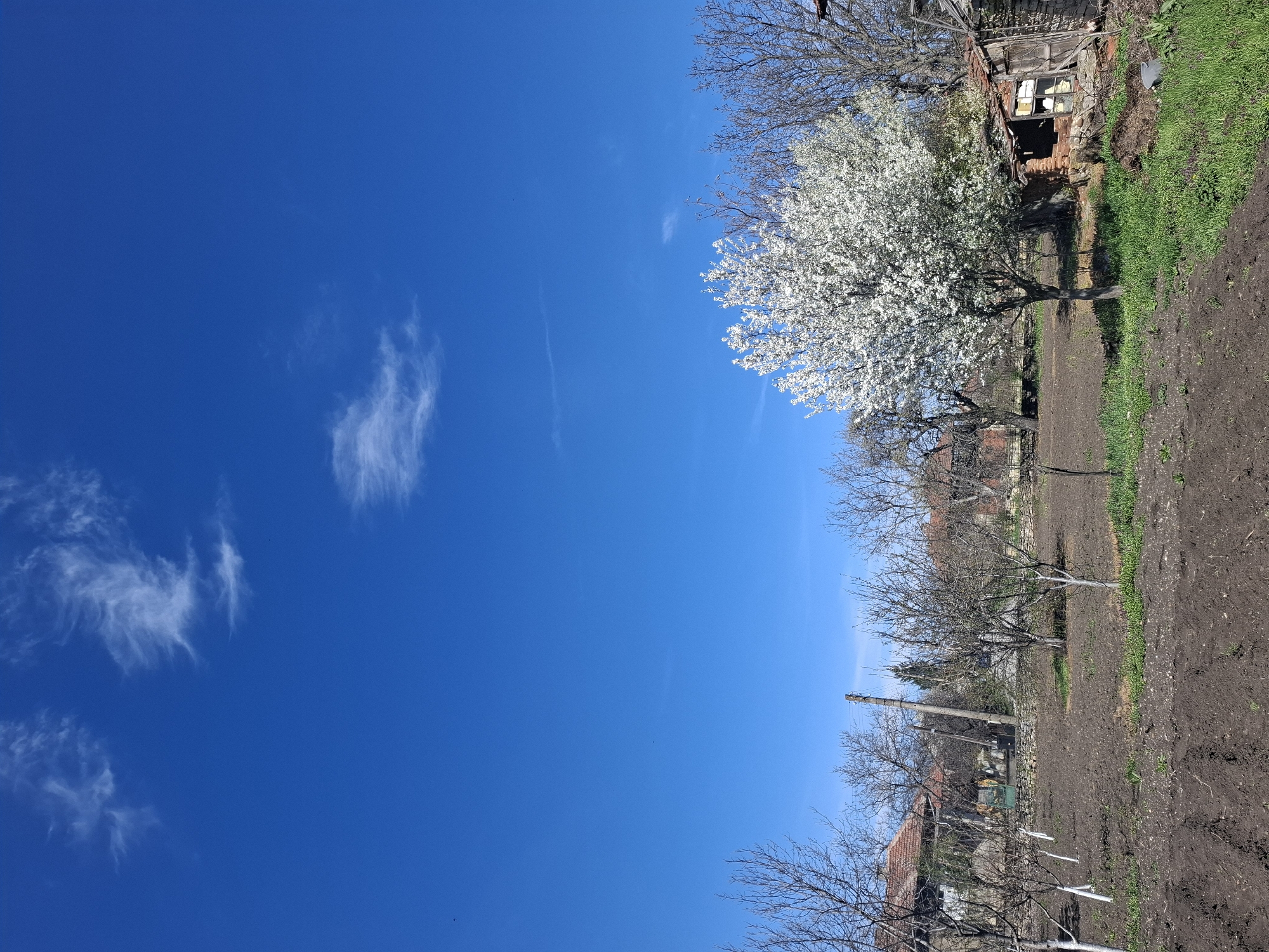 The image depicts a scene in what appears to be a rural setting, likely within the city of Gramada, Bulgaria. The sky is a clear, bright blue with scattered wisps of white clouds. On the right side of the image, there is a landscape featuring trees, some in full bloom with white flowers, and a tilled field. An old, dilapidated structure, possibly a shed or barn, is visible near the flowering tree. The trees beyond the foreground appear to be mostly bare. Further back, there are glimpses of buildings and a utility pole, suggesting a settled area. The overall scene portrays a clear, sunny day in a countryside or village setting.