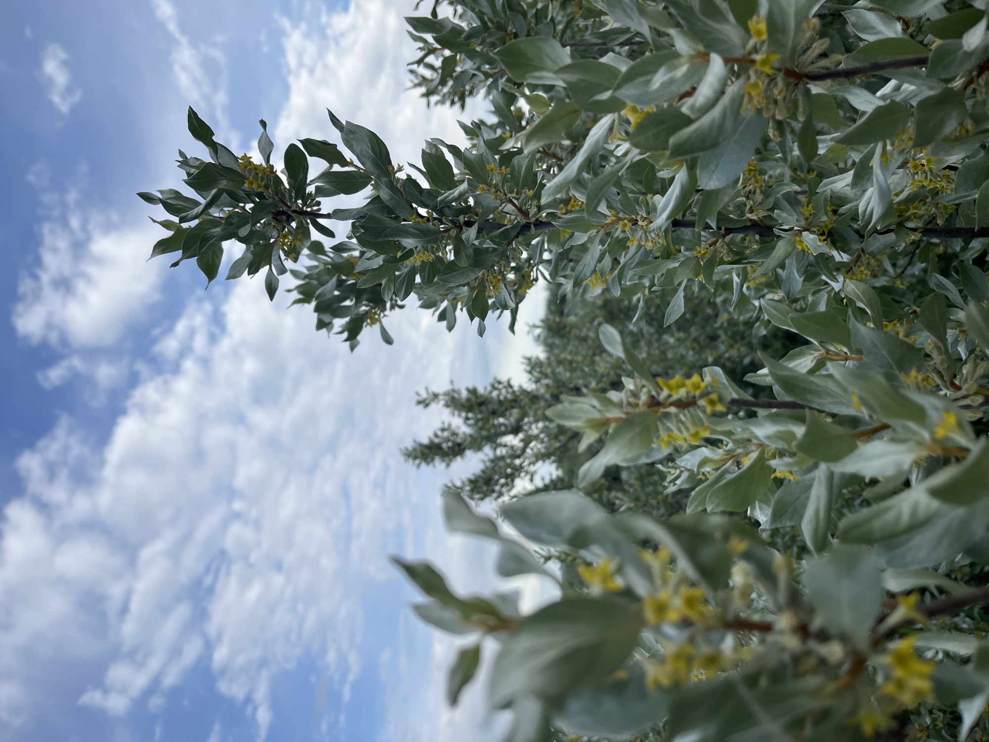The image is a low-angle shot of a tree branch against a blue sky with scattered clouds. The tree has silver-green leaves and small yellow flowers. The location is Chaikovsky, Russia. There are no people or interactions visible.