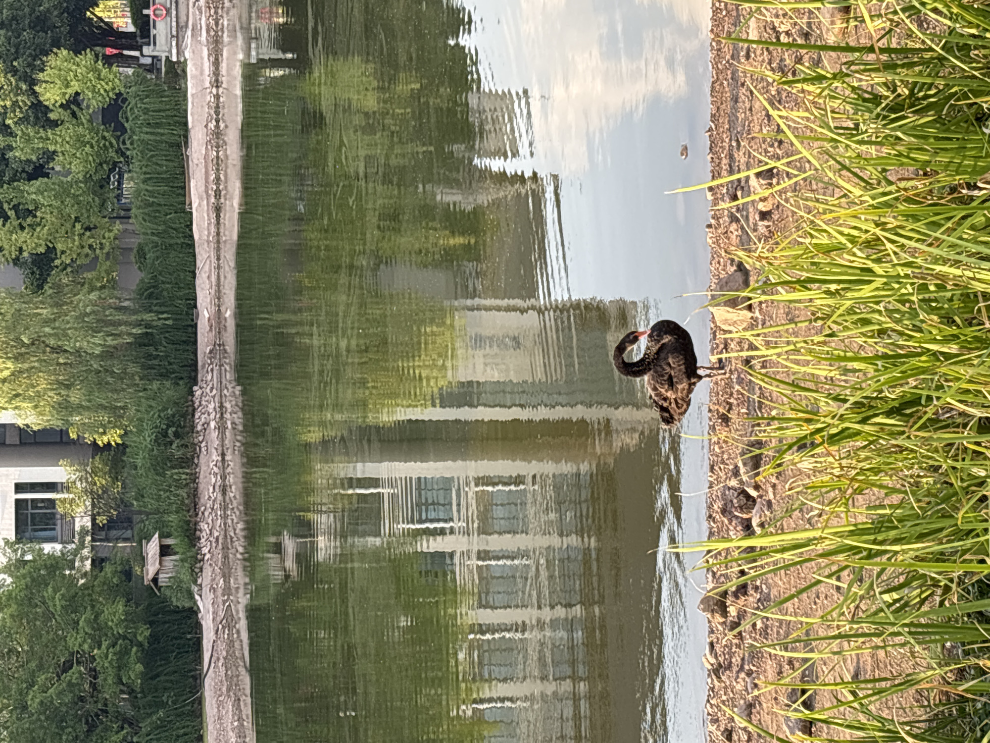 A lone black swan stands on the pebbly shore of a calm body of water, its dark plumage contrasting with the bright green reeds in the foreground and the hazy reflections of buildings and trees in the water behind it. The setting appears to be a park or a waterfront area within the city of Jiangjin, China, given the architectural style of the buildings reflected in the water. The sky is a soft blue with scattered clouds, and the light suggests it is either early morning or late afternoon. There are no people visible in the image, and the swan appears to be the sole living subject in the immediate vicinity. The environment is natural, with a slightly disheveled shore, but it is clearly within an urban or suburban landscape.