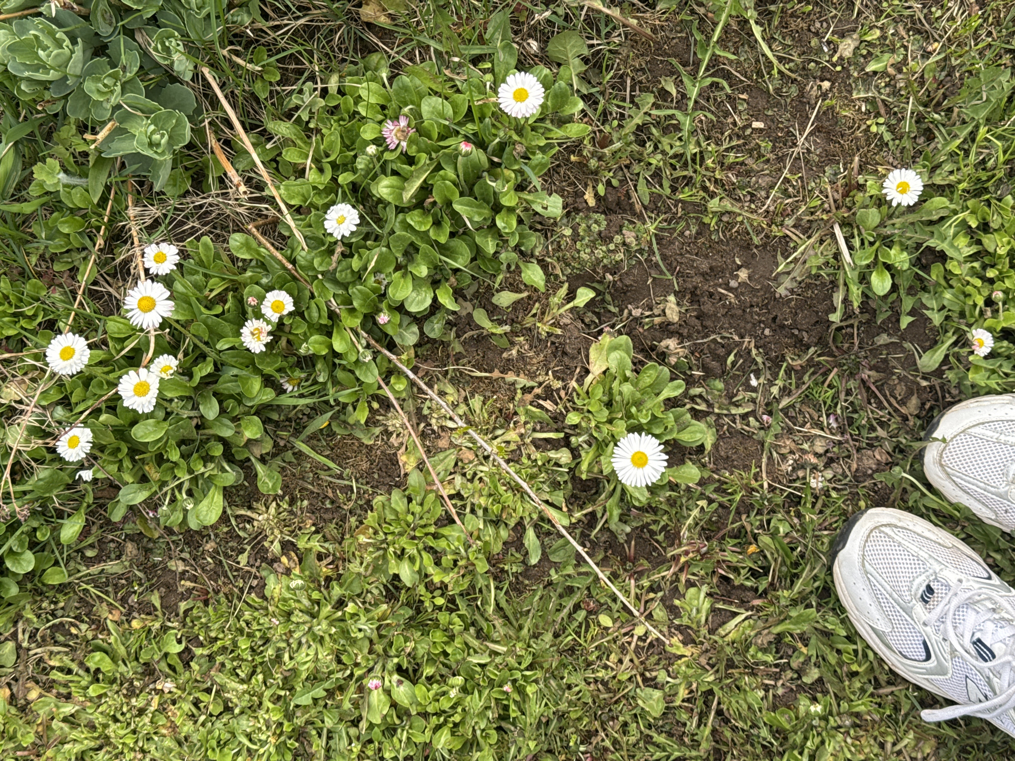A close-up, high-angle shot reveals a grassy area interspersed with small white daisies and other green plants. A small patch of bare, dark soil is also visible. The corner of a pair of white sneakers enters the frame at the lower right. The location cannot be confirmed as Malinovo, Russia.