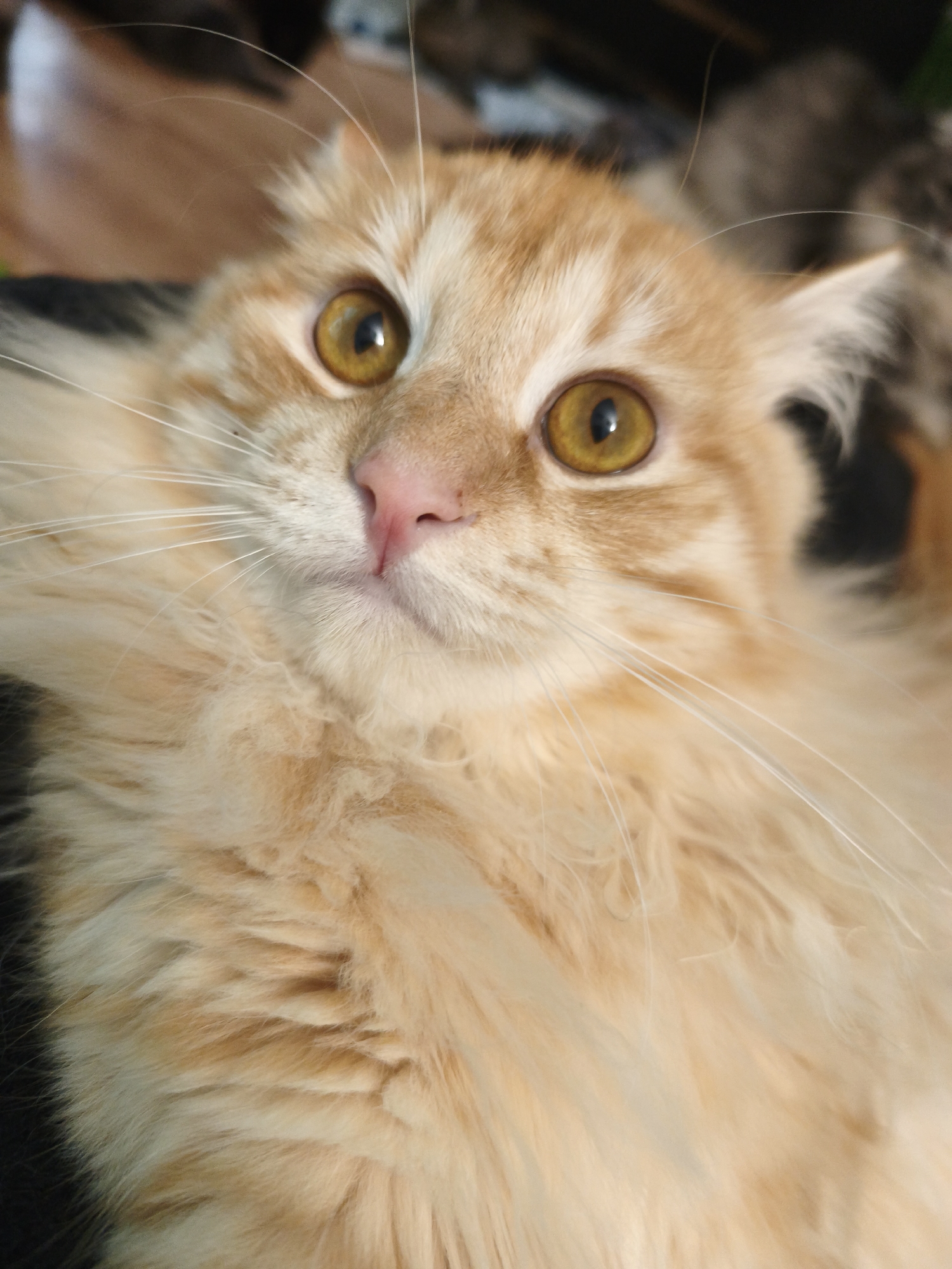 A close-up, high-angle shot captures the face of a ginger cat with fluffy fur and wide, golden eyes. The cat's nose is a soft pink, and its long white whiskers fan out across its face. The background is blurred and dark, with hints of other figures or objects, suggesting an indoor setting. The lighting highlights the cat's features and the texture of its fur.