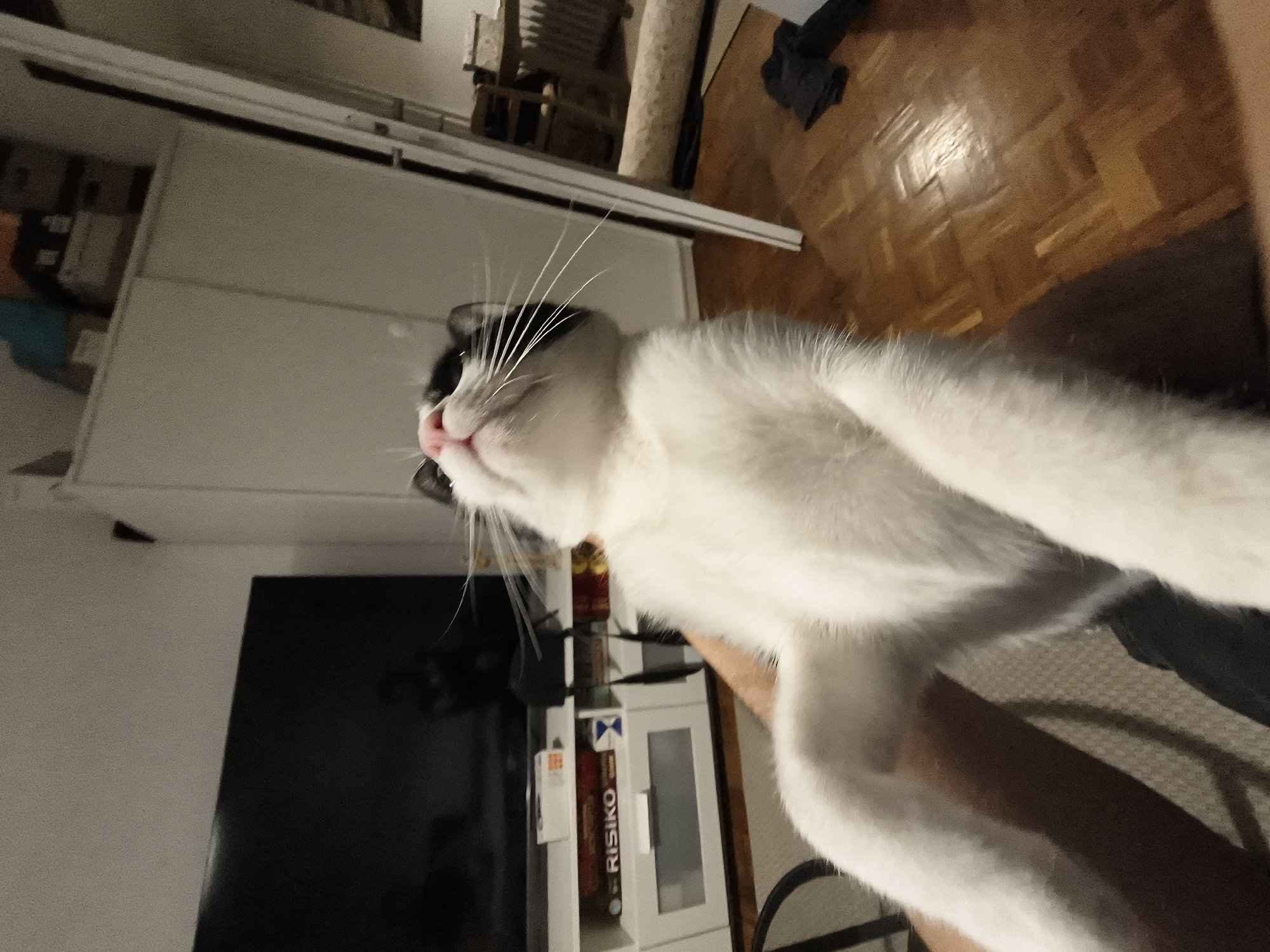 A white and black cat is the primary subject of the image, held by a person in a residential setting. A television set and a white cabinet are visible in the background. A "RISIKO" game box is on the cabinet. The floor appears to be wooden. The location is likely within Zemun Urban Municipality, Serbia, given the inferred context.